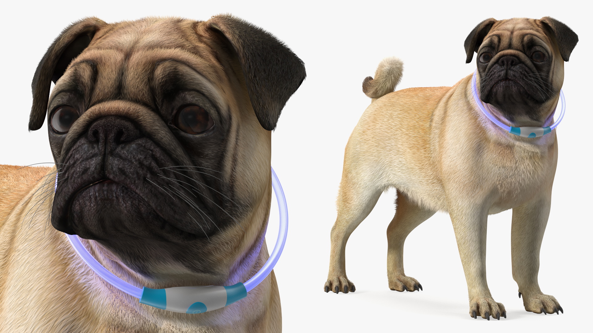 3D model Pug Dog Wearing LED Collar Fur