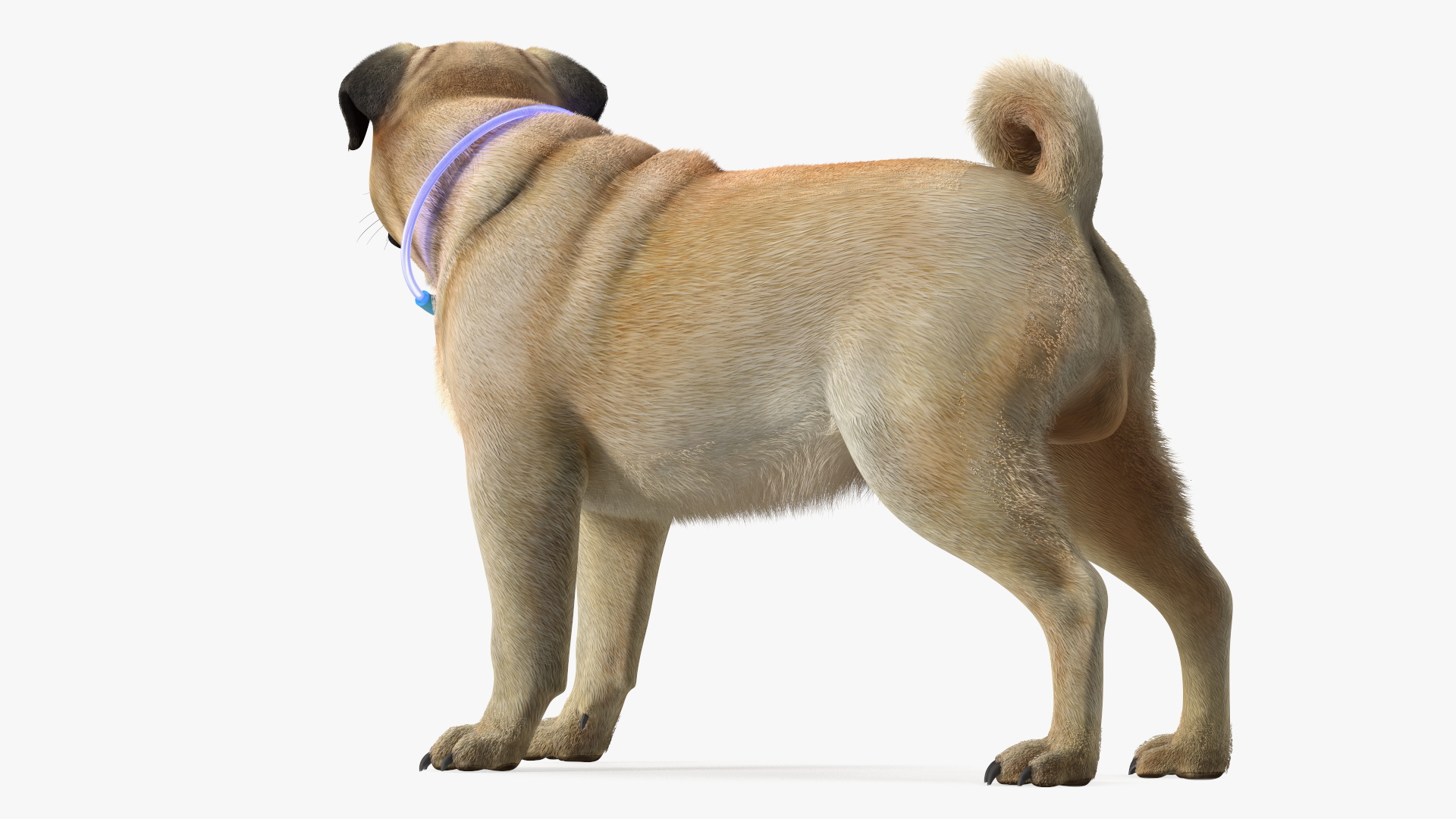 3D model Pug Dog Wearing LED Collar Fur