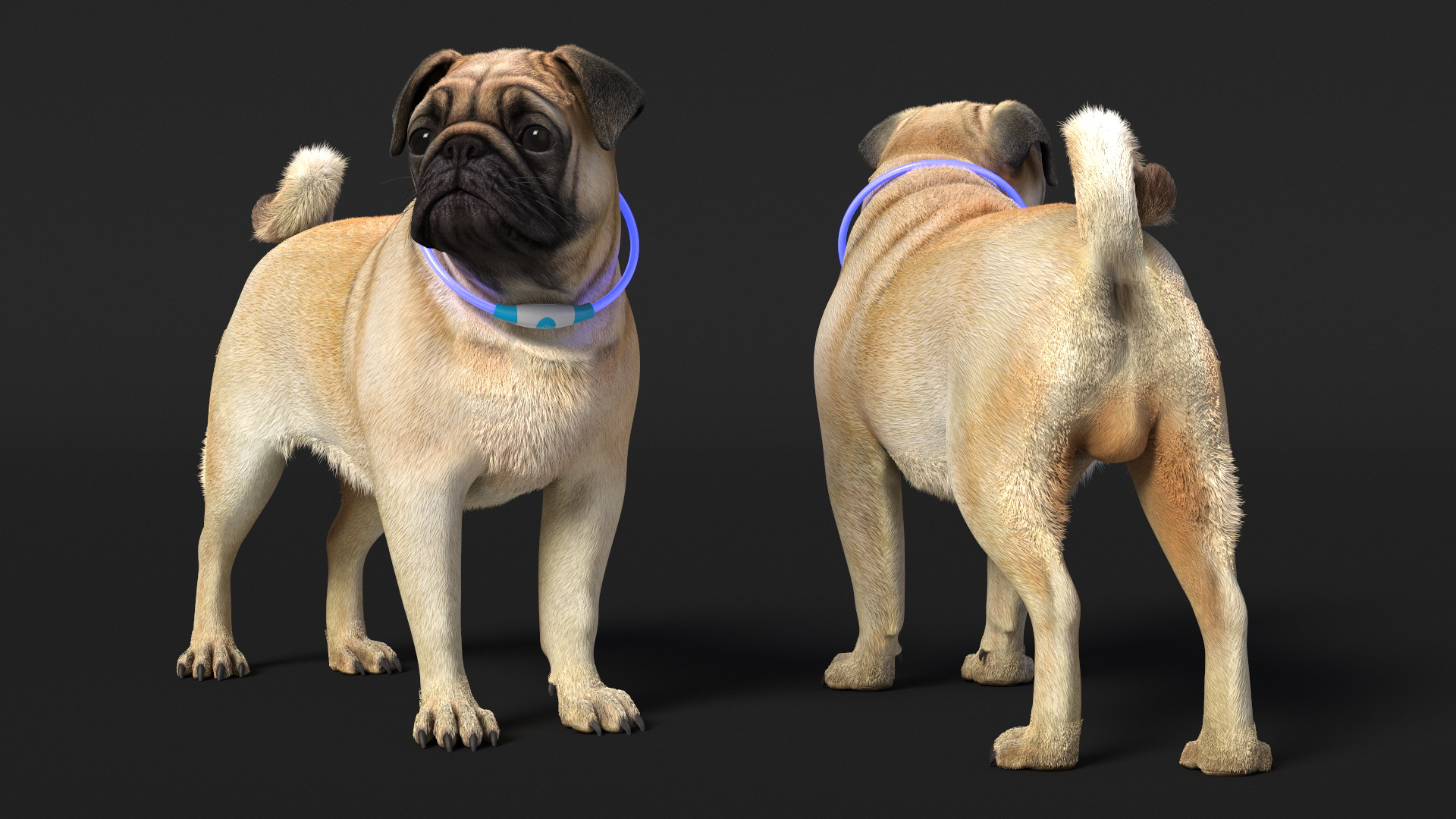 3D model Pug Dog Wearing LED Collar Fur