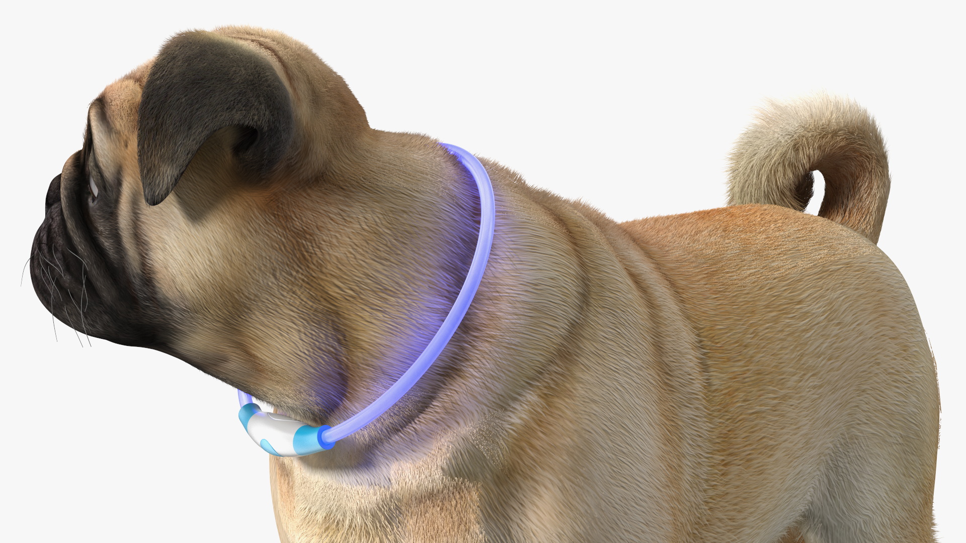 3D model Pug Dog Wearing LED Collar Fur