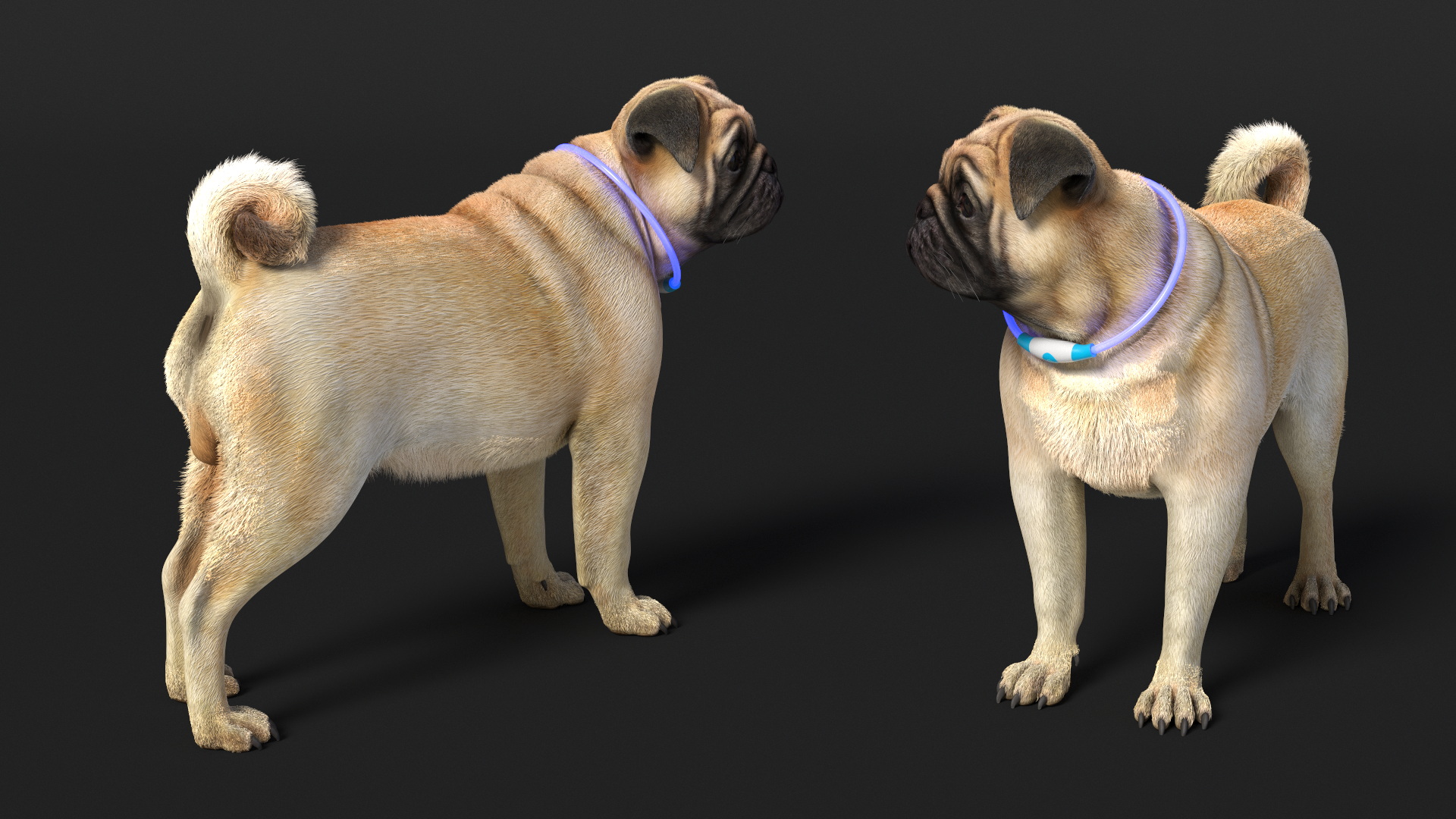 3D model Pug Dog Wearing LED Collar Fur