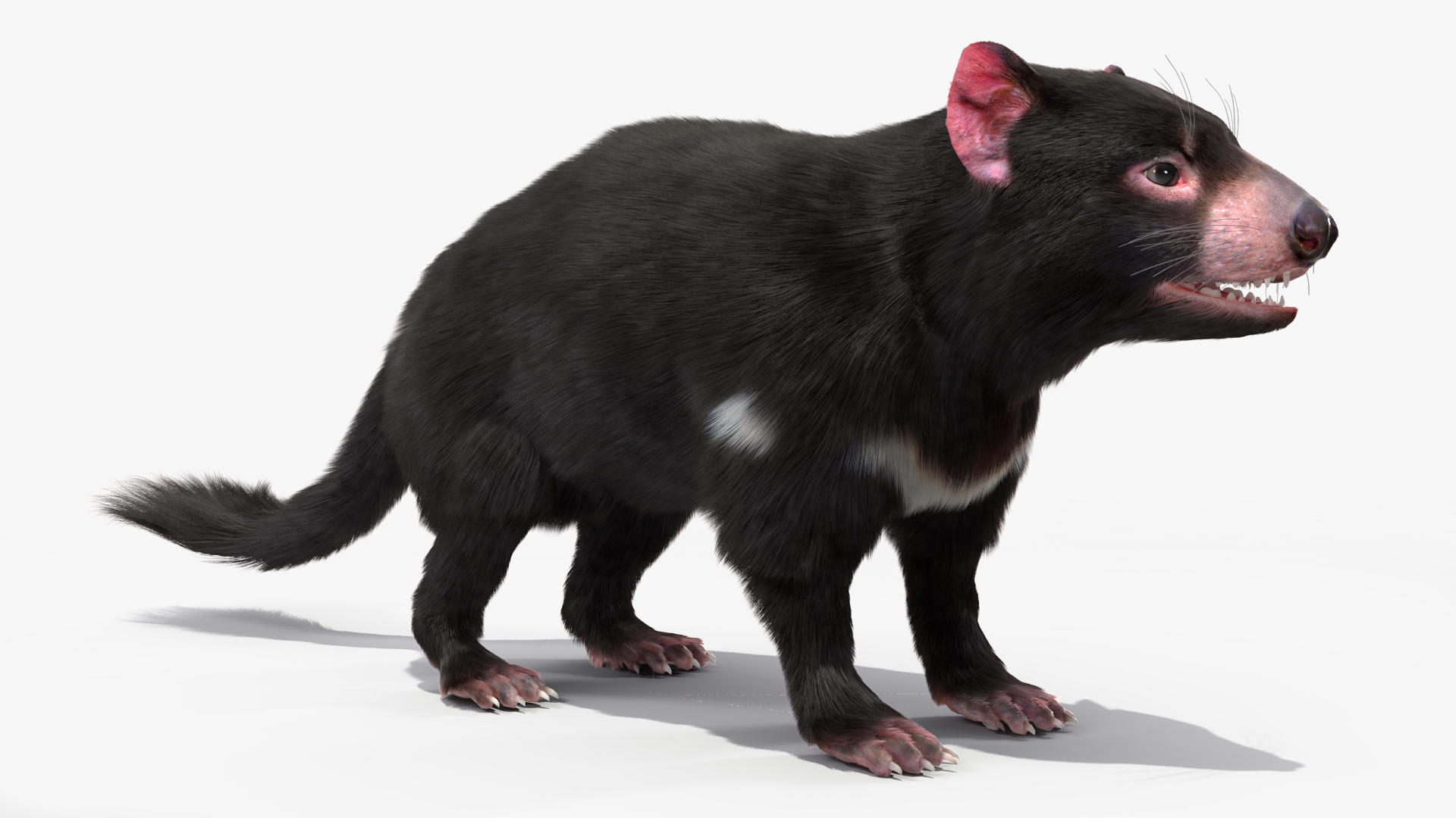 3D Tasmanian Devil Fur Rigged