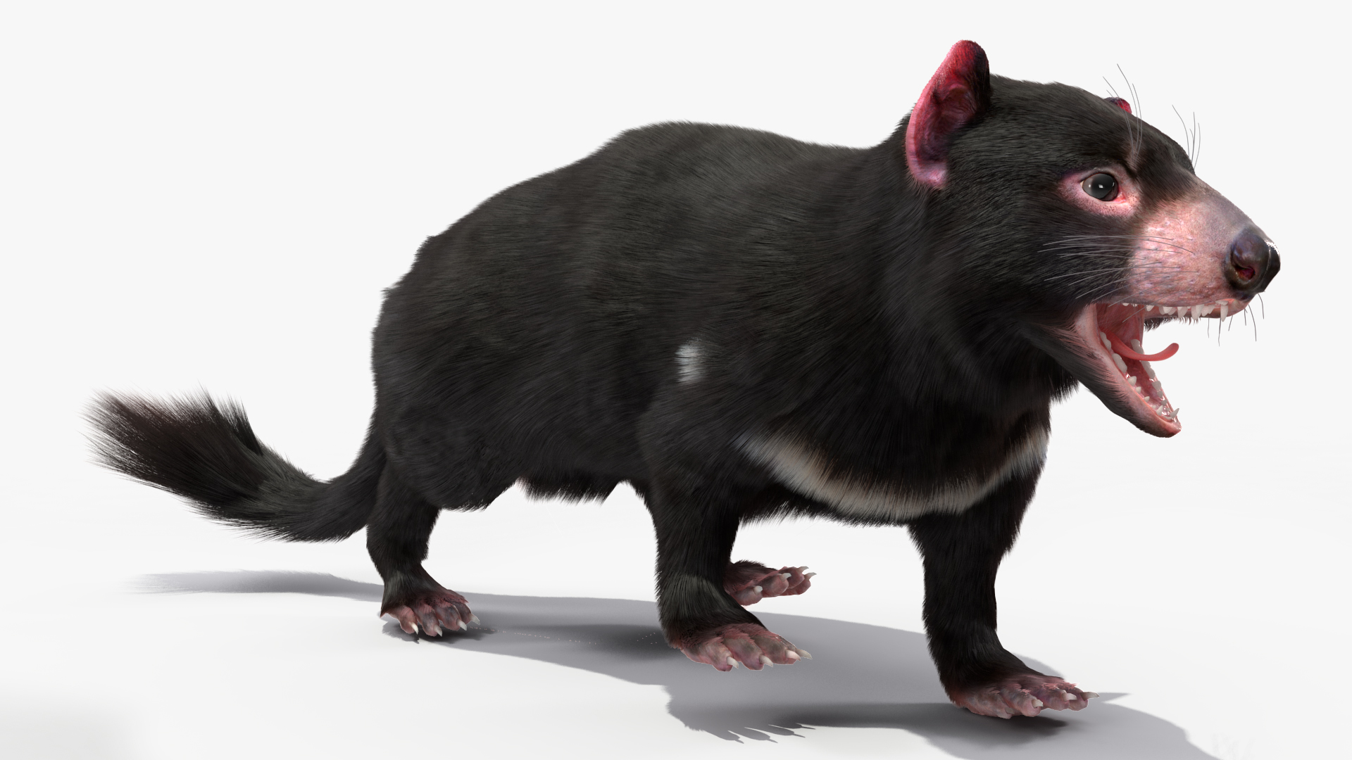 3D Tasmanian Devil Fur Rigged