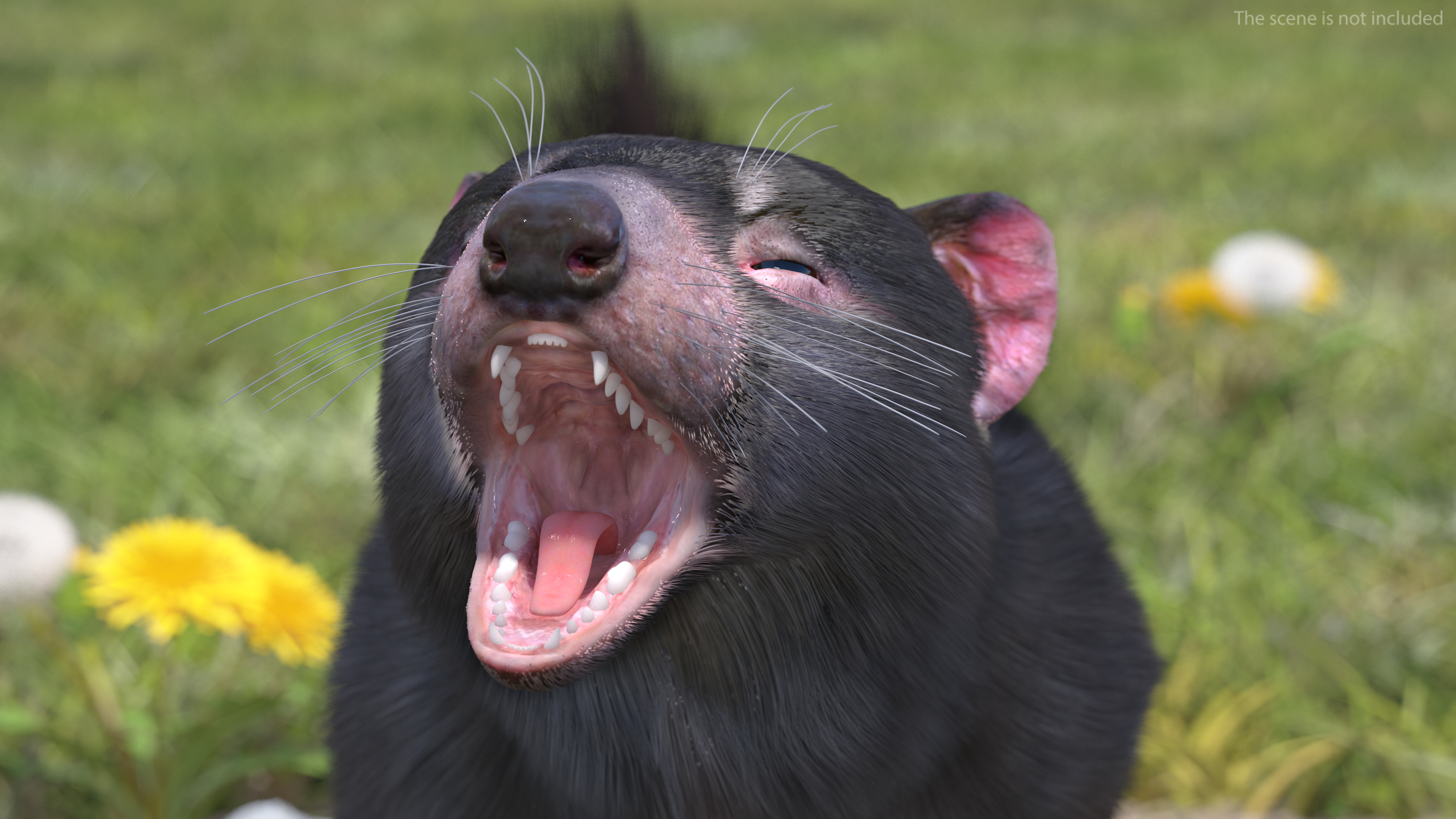 3D Tasmanian Devil Fur Rigged