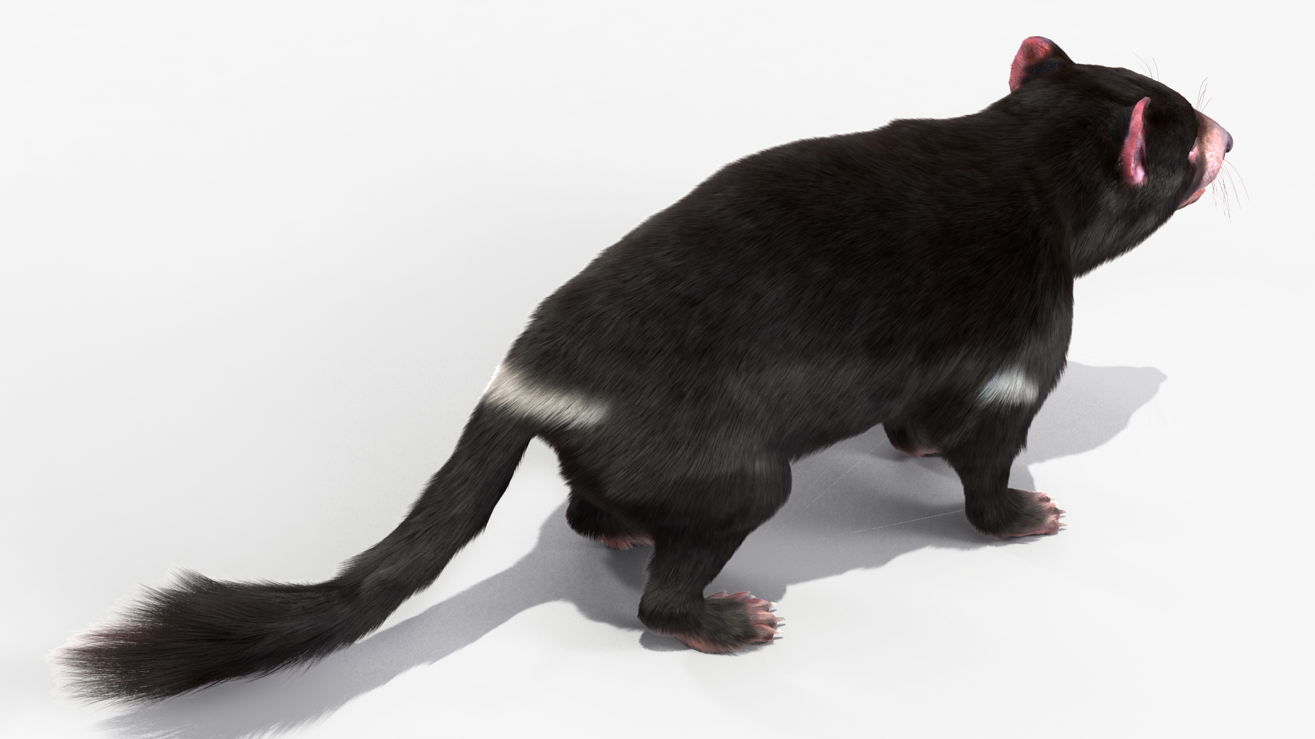 3D Tasmanian Devil Fur Rigged