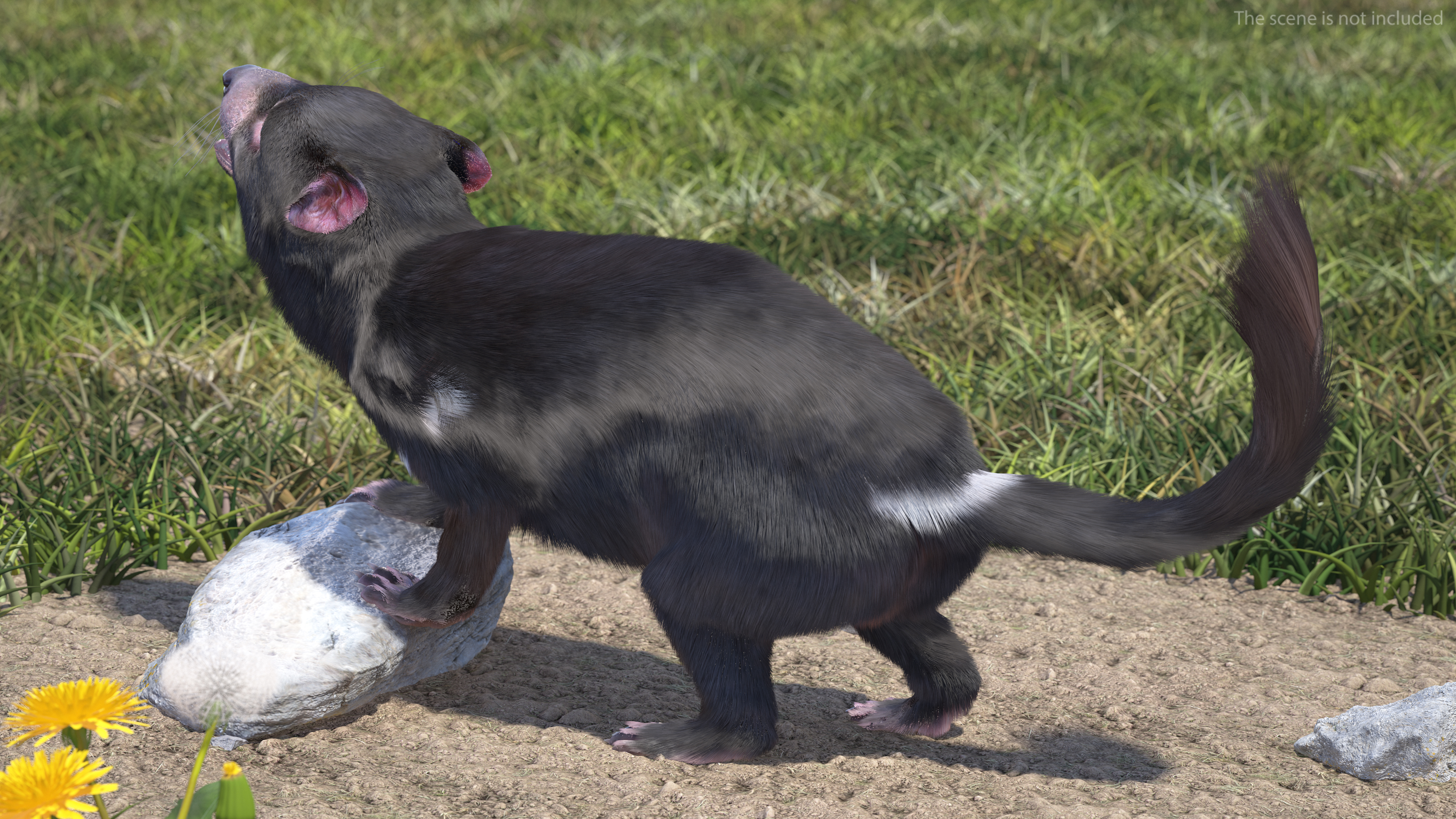 3D Tasmanian Devil Fur Rigged