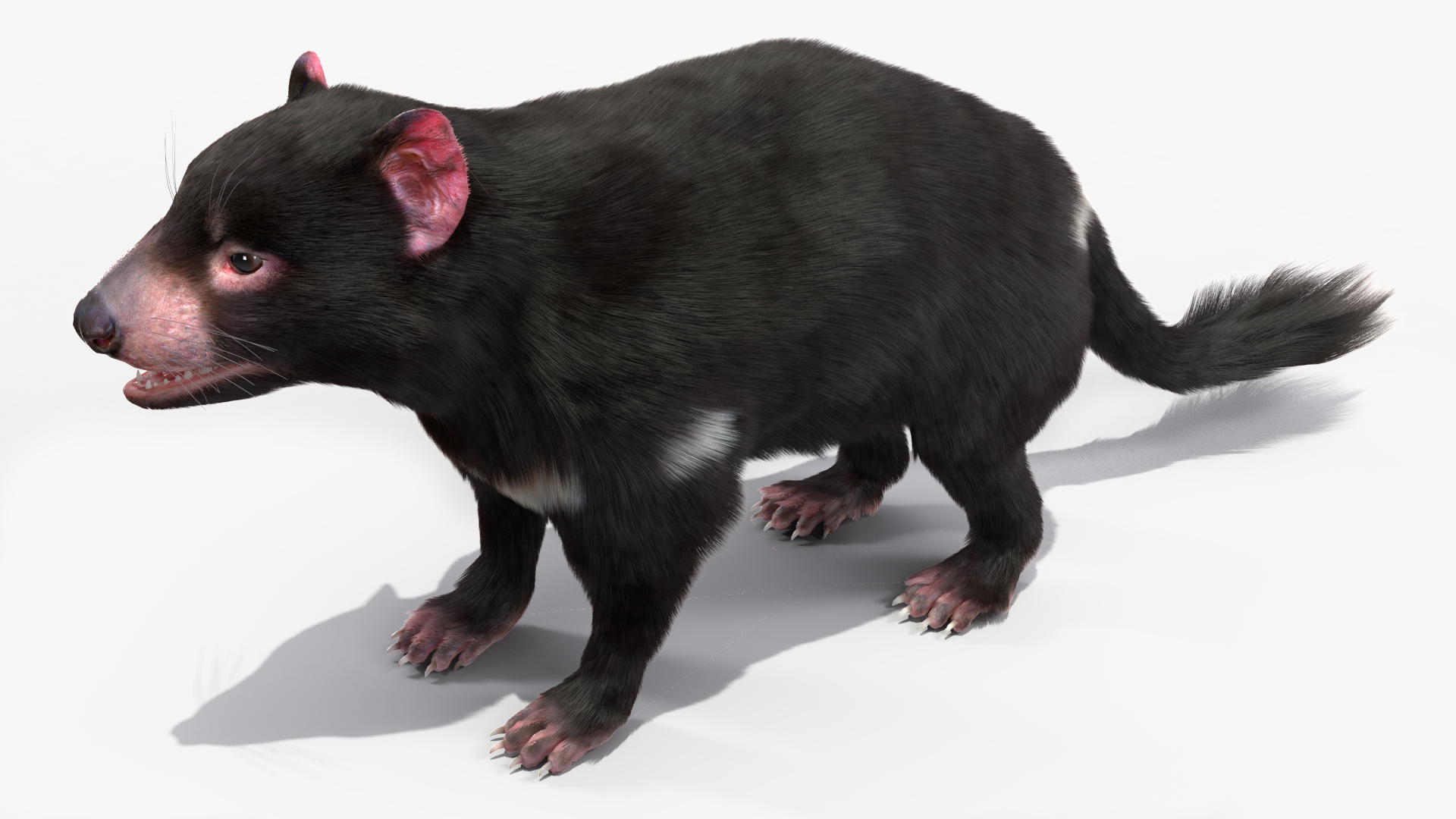 3D Tasmanian Devil Fur Rigged