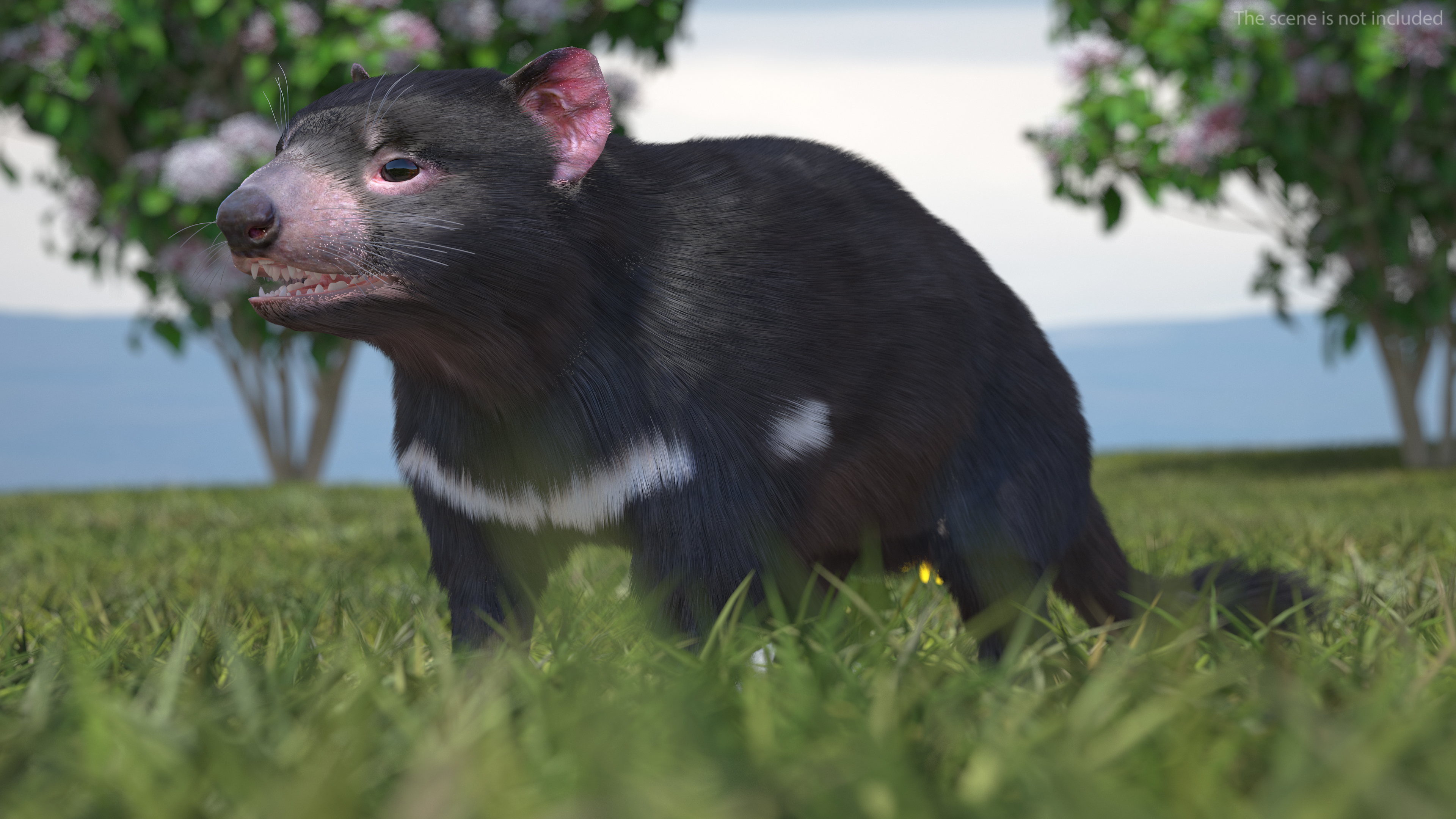 3D Tasmanian Devil Fur Rigged