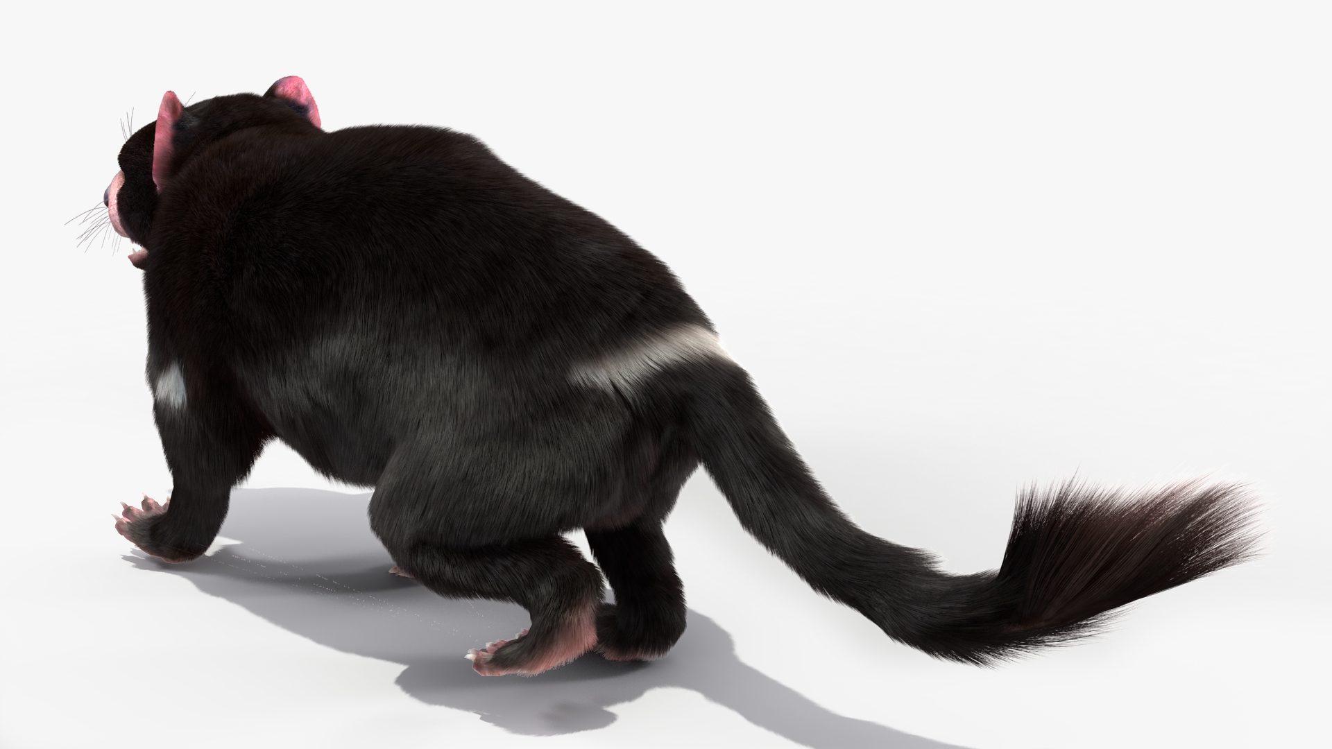 3D Tasmanian Devil Fur Rigged