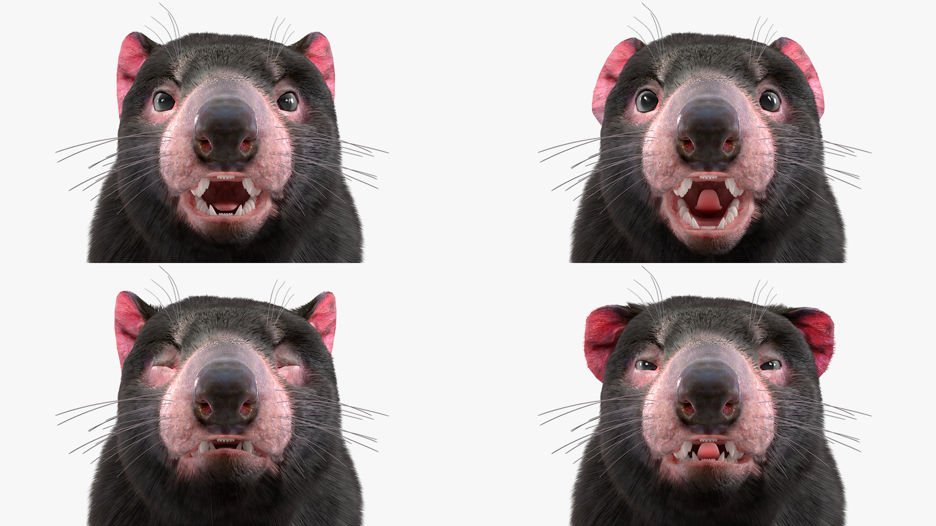 3D Tasmanian Devil Fur Rigged