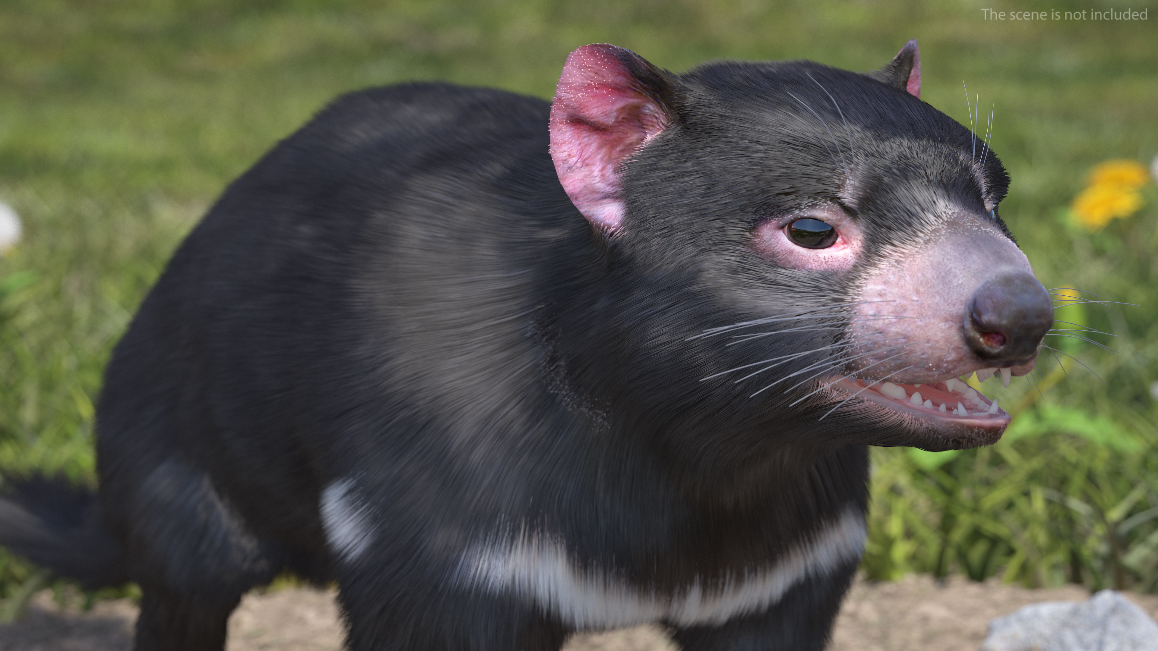 3D Tasmanian Devil Fur Rigged