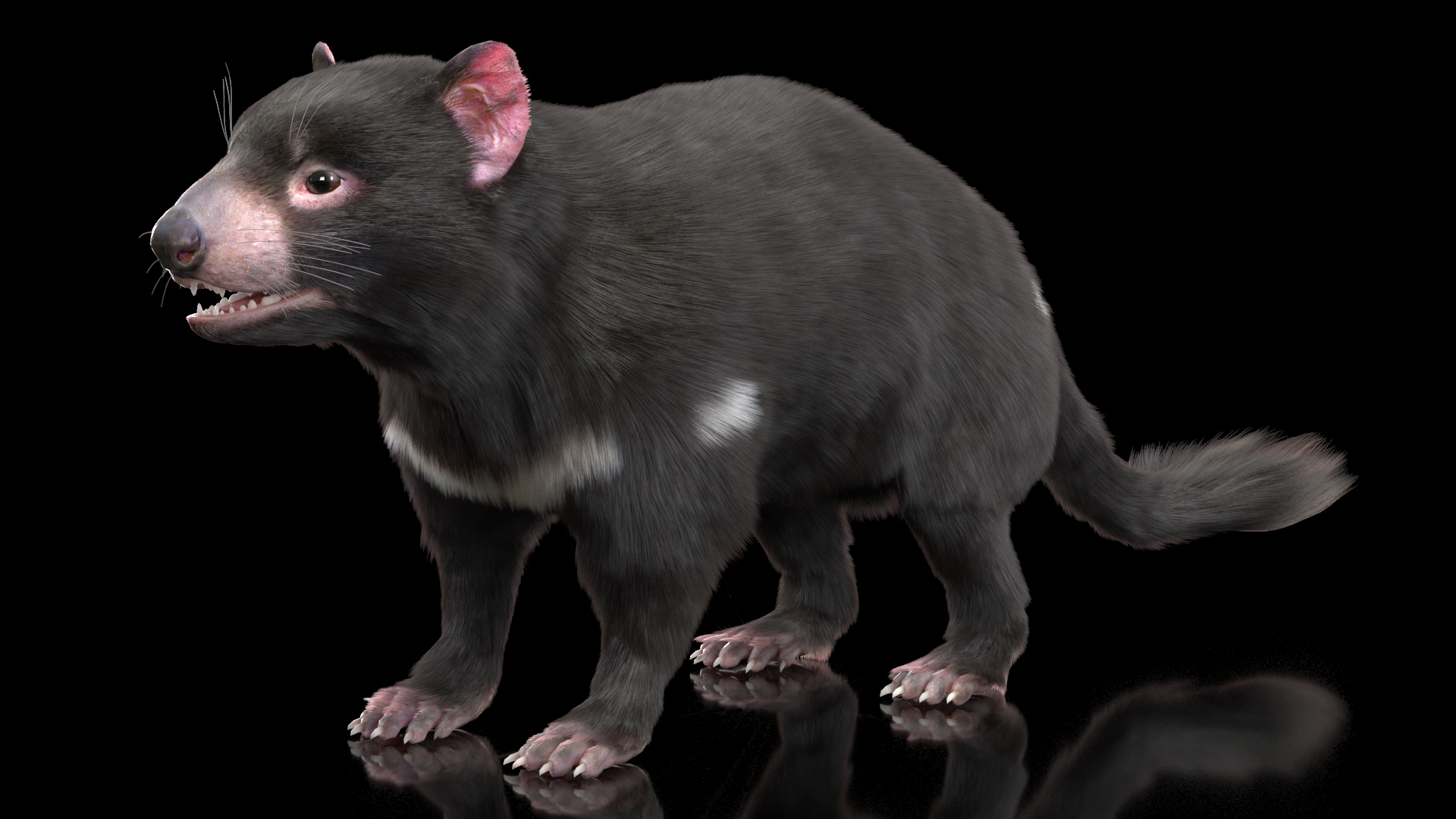 3D Tasmanian Devil Fur Rigged