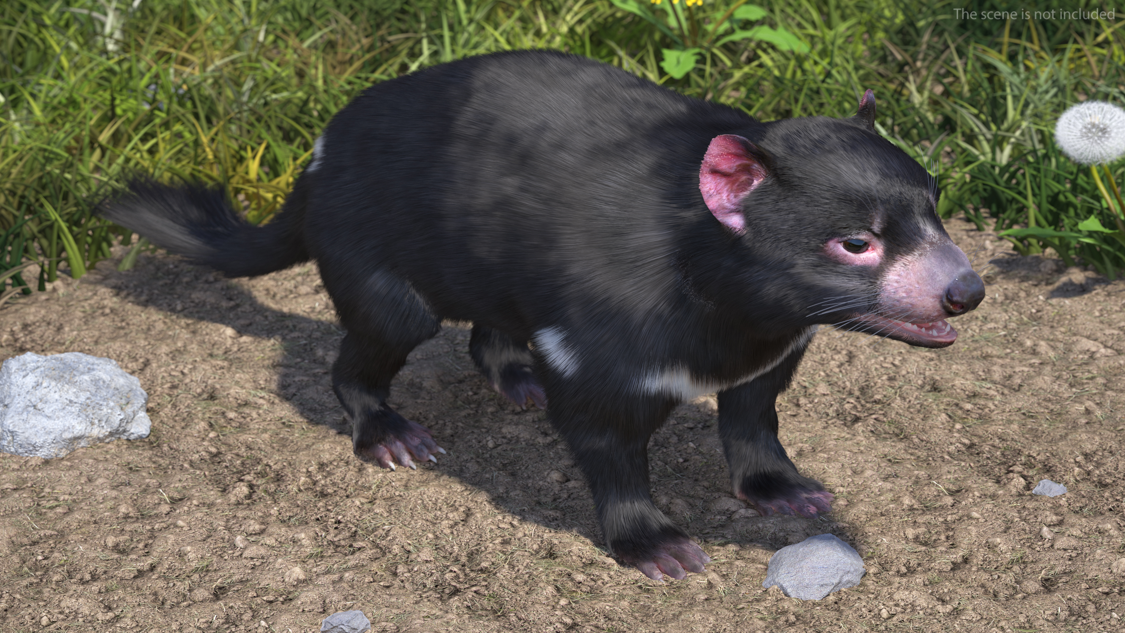 3D Tasmanian Devil Fur Rigged