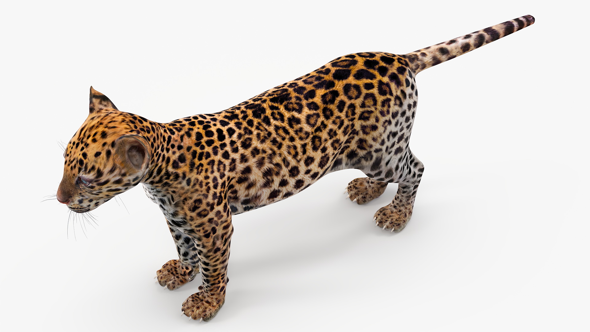 3D model Leopard Cub Standing Pose