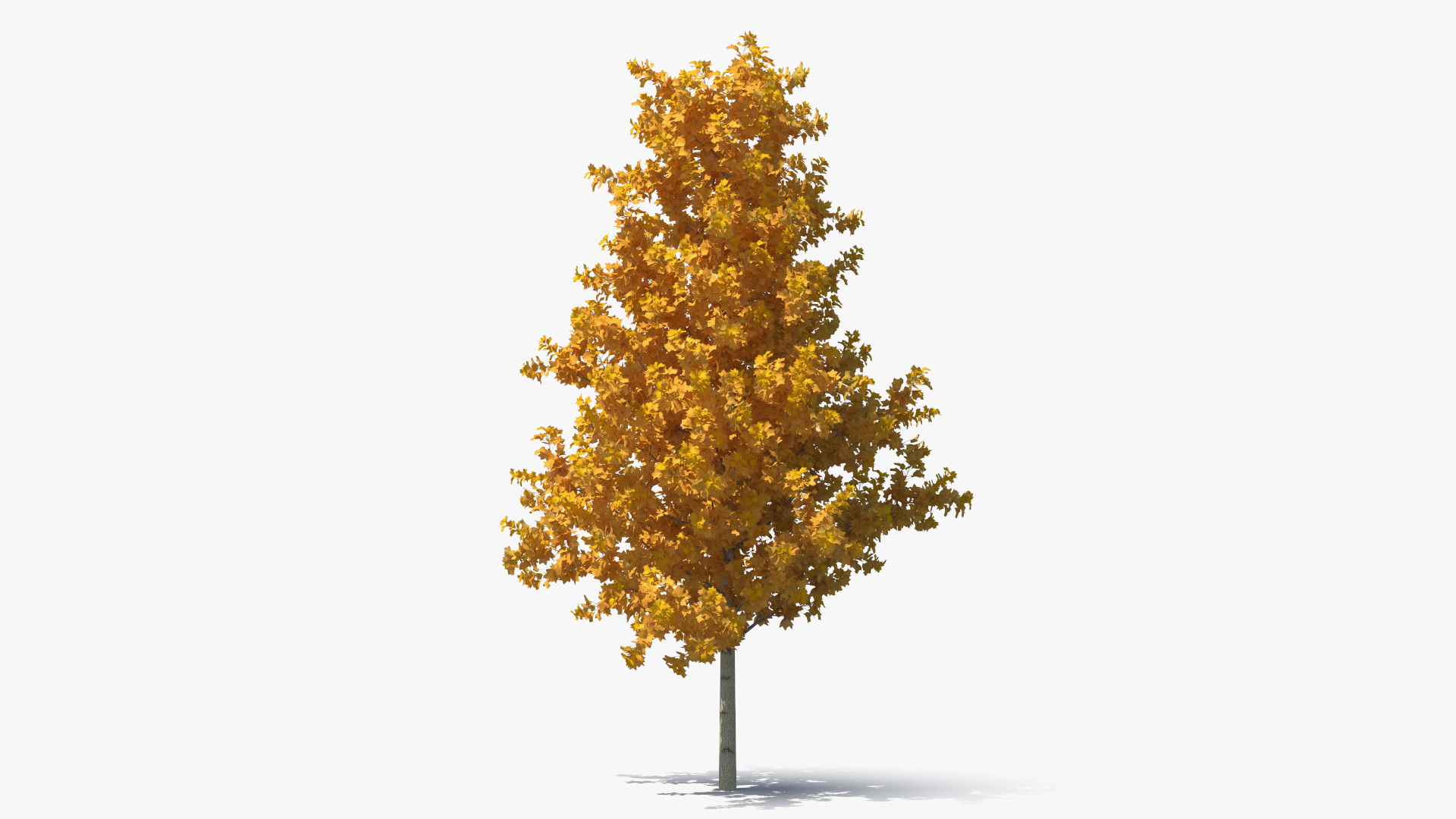 3D model Autumn Yellow Poplar Tree