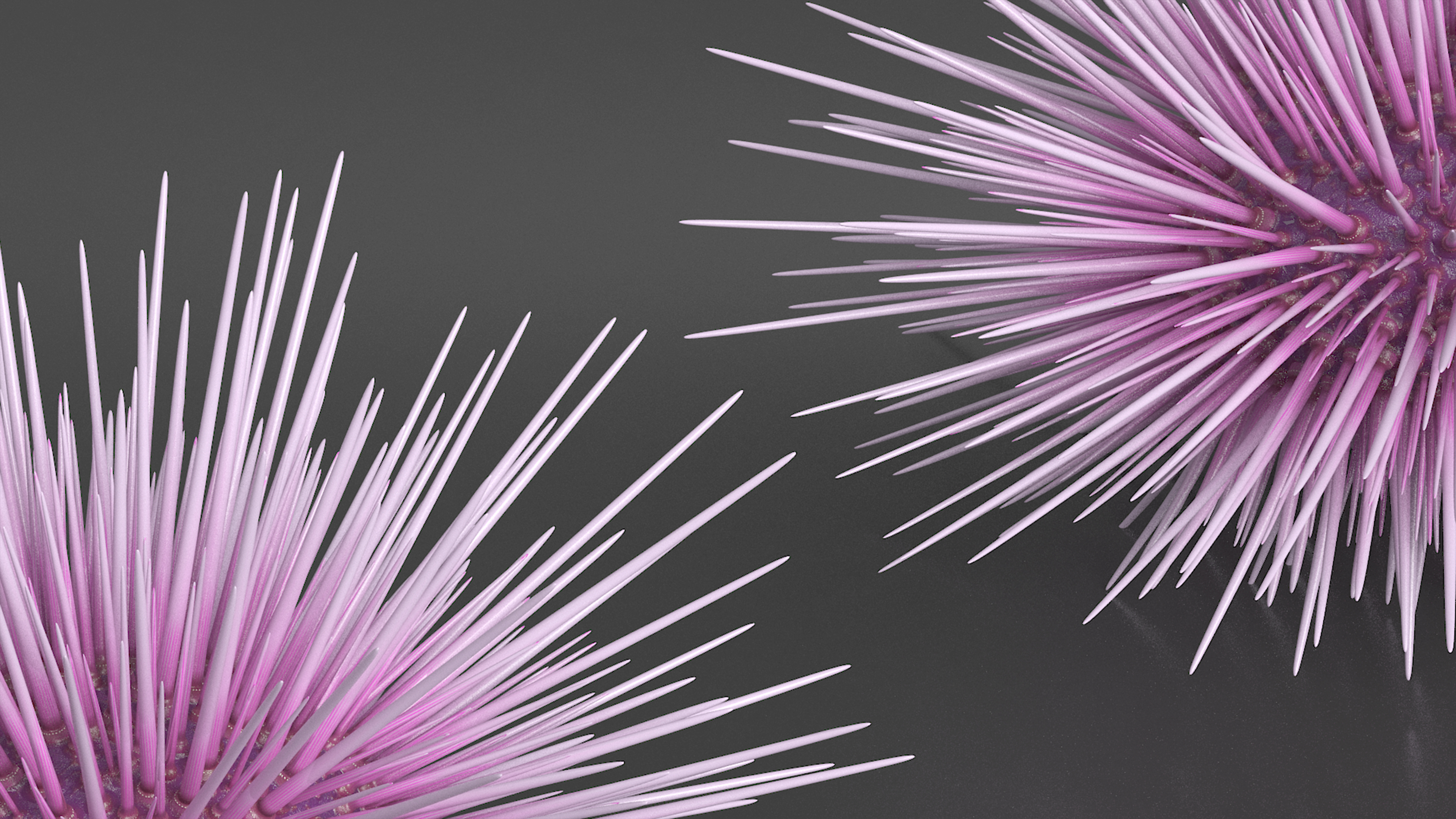 Purple Sea Urchin 3D