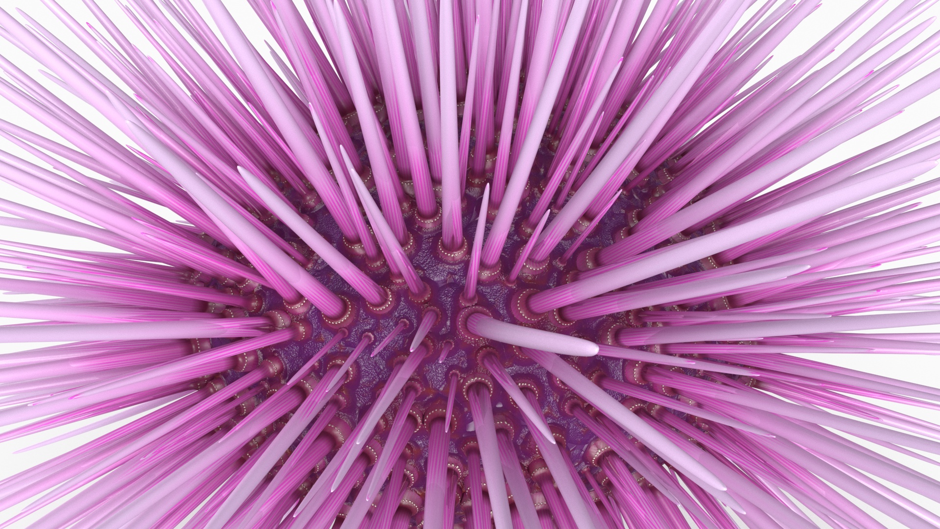 Purple Sea Urchin 3D