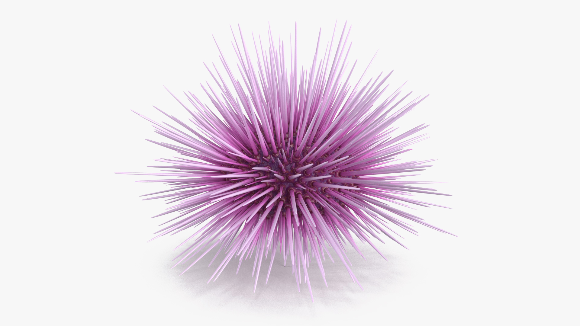 Purple Sea Urchin 3D