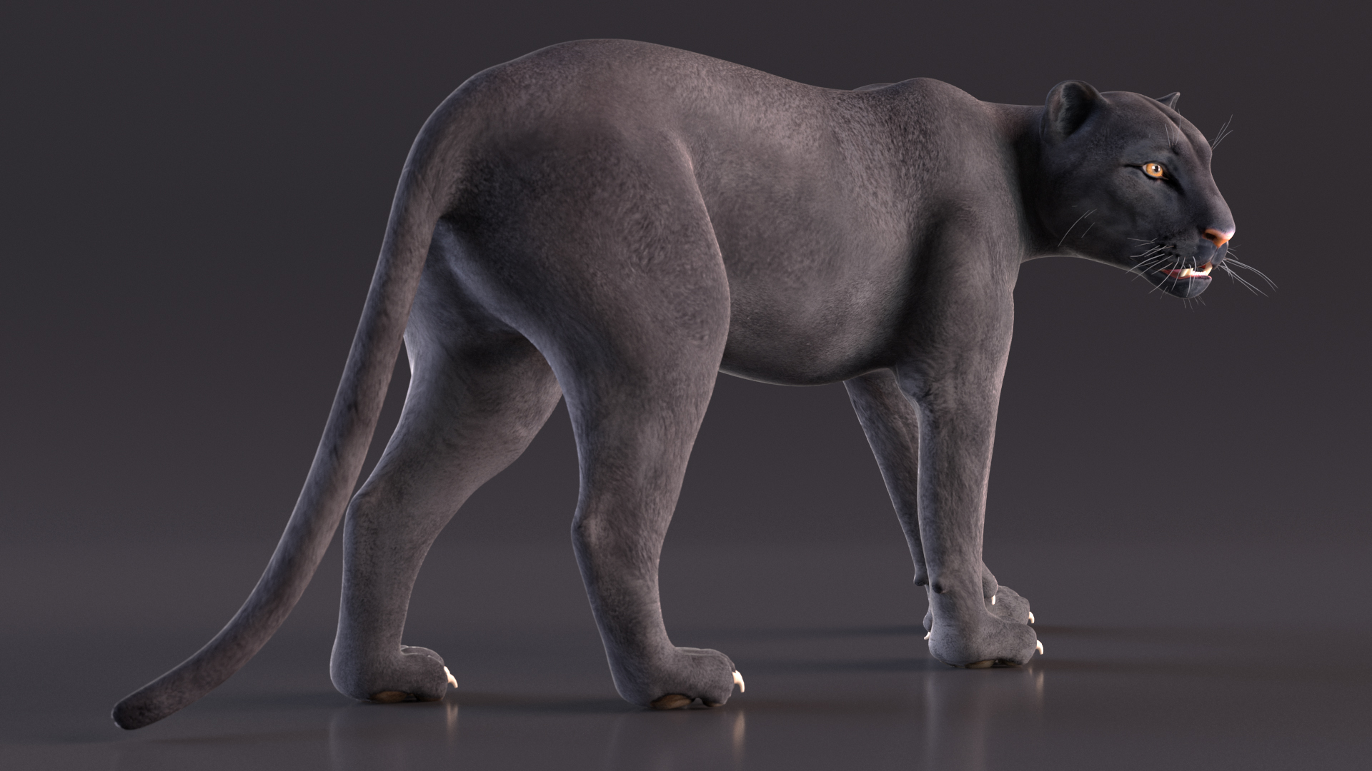 Black Panther Rigged for Cinema 4D 3D model