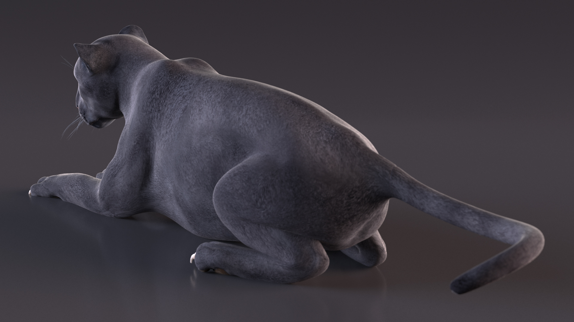 Black Panther Rigged for Cinema 4D 3D model