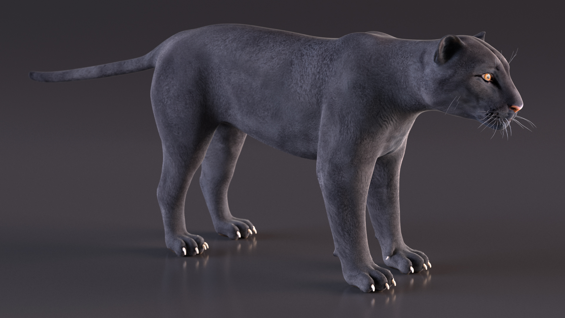 Black Panther Rigged for Cinema 4D 3D model