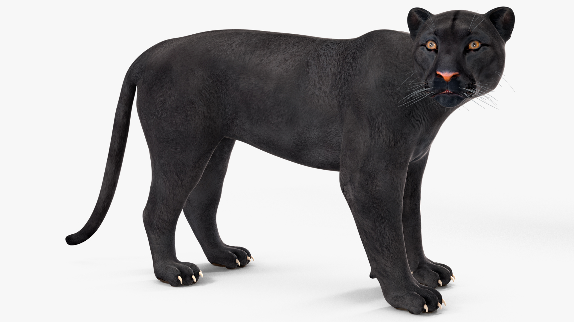 Black Panther Rigged for Cinema 4D 3D model