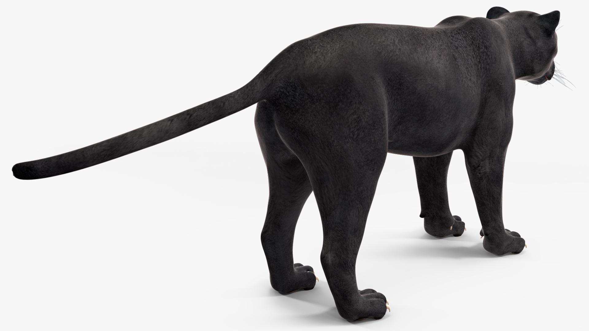 Black Panther Rigged for Cinema 4D 3D model