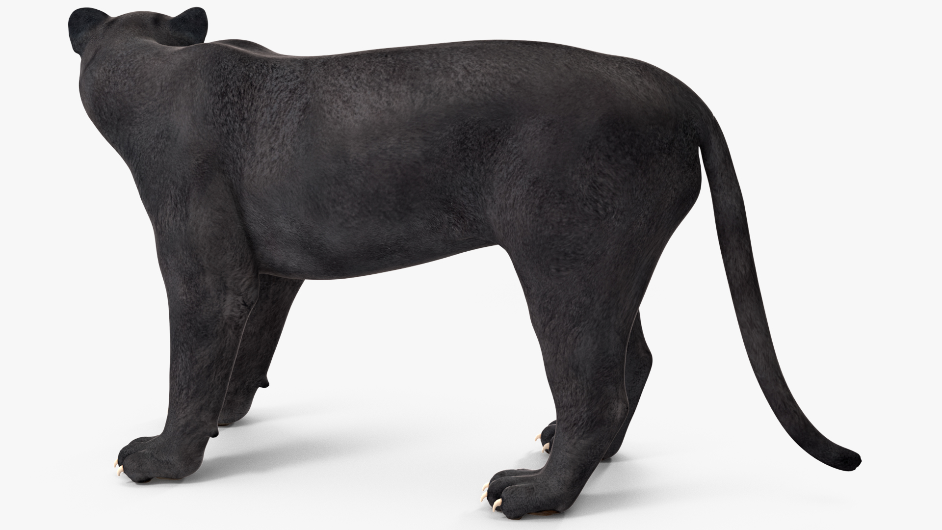 Black Panther Rigged for Cinema 4D 3D model