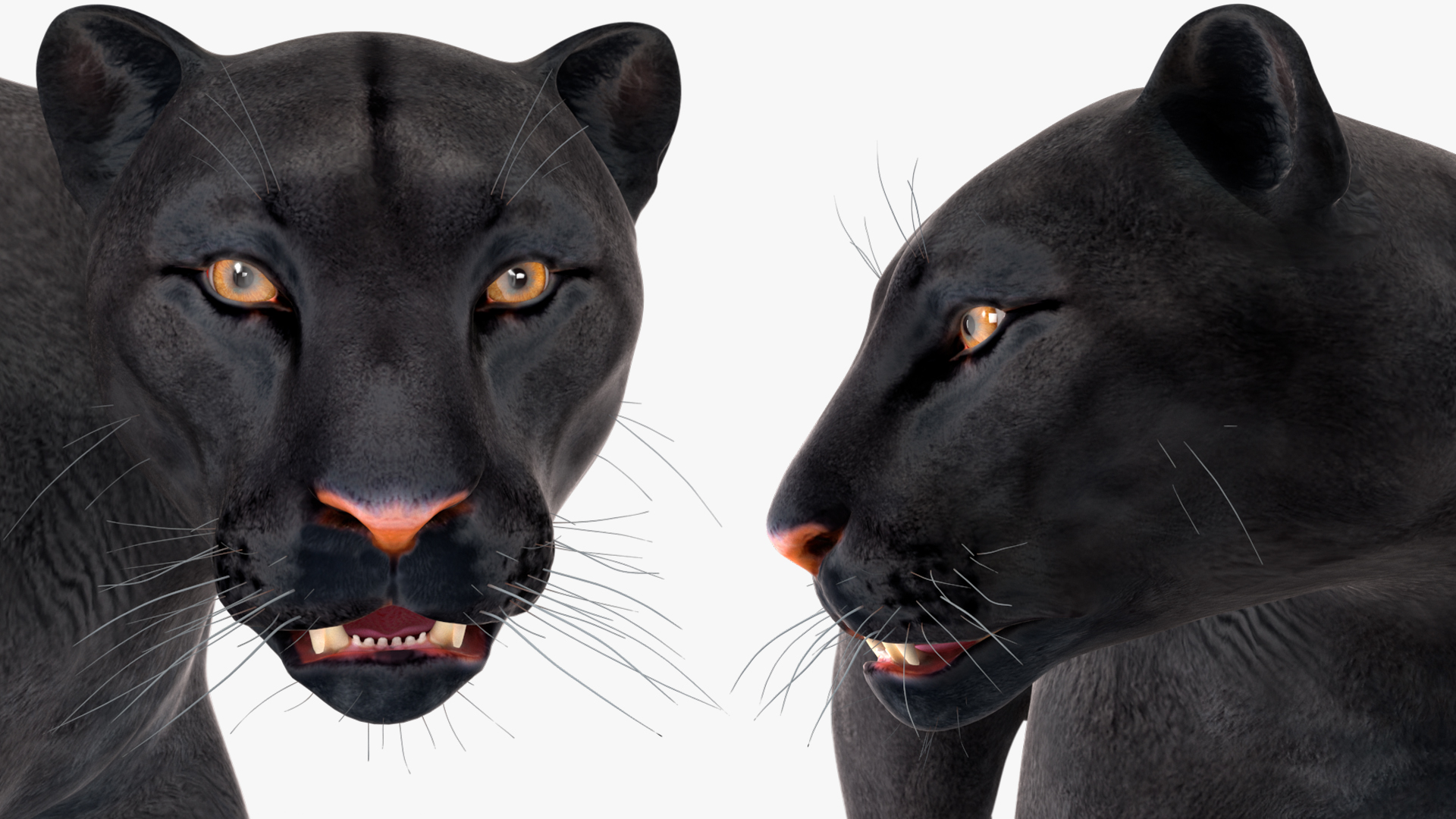 Black Panther Rigged for Cinema 4D 3D model