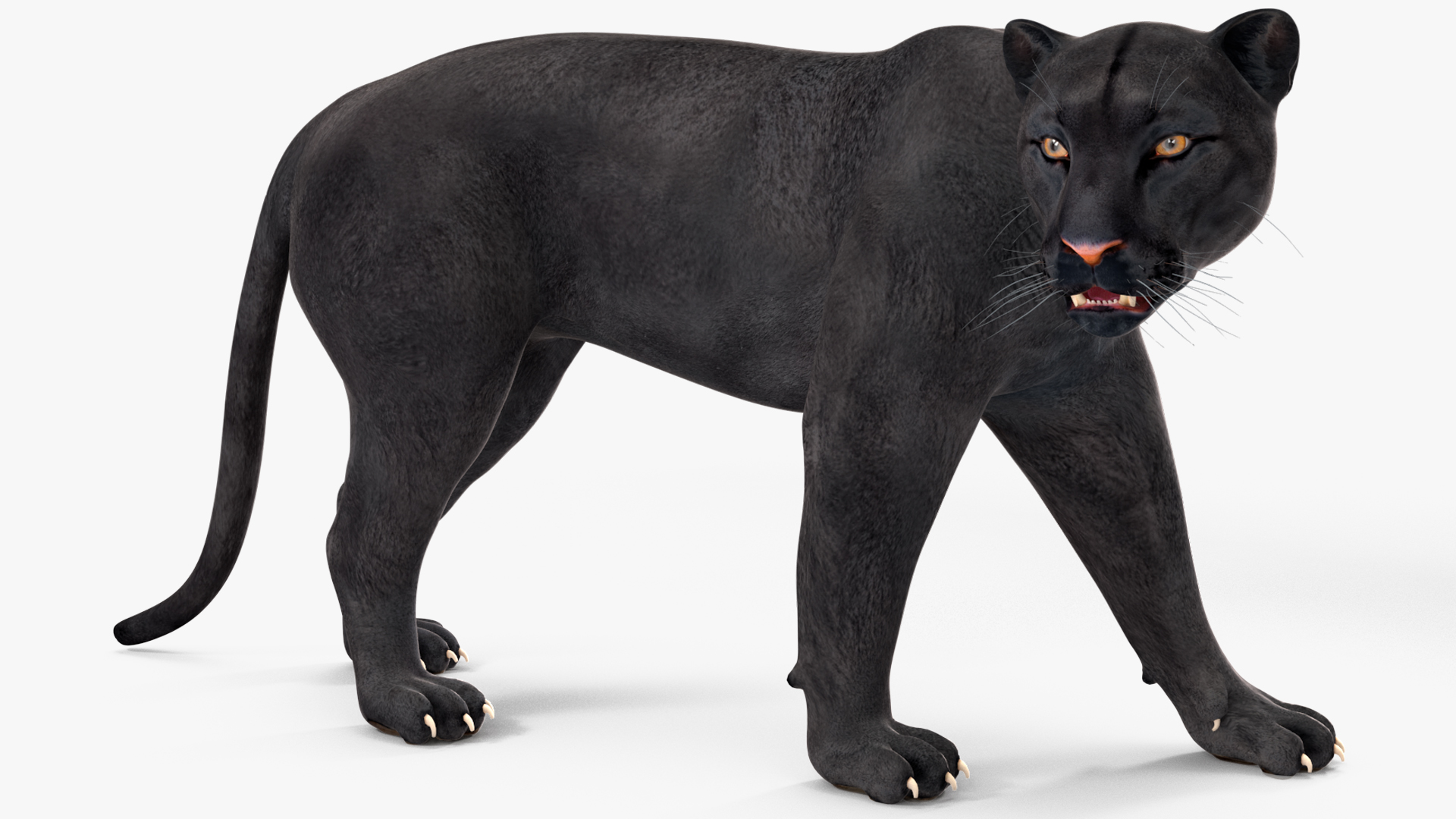 Black Panther Rigged for Cinema 4D 3D model