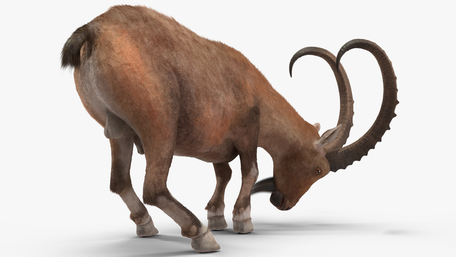 Alpine Ibex with Large Horns Fur 3D