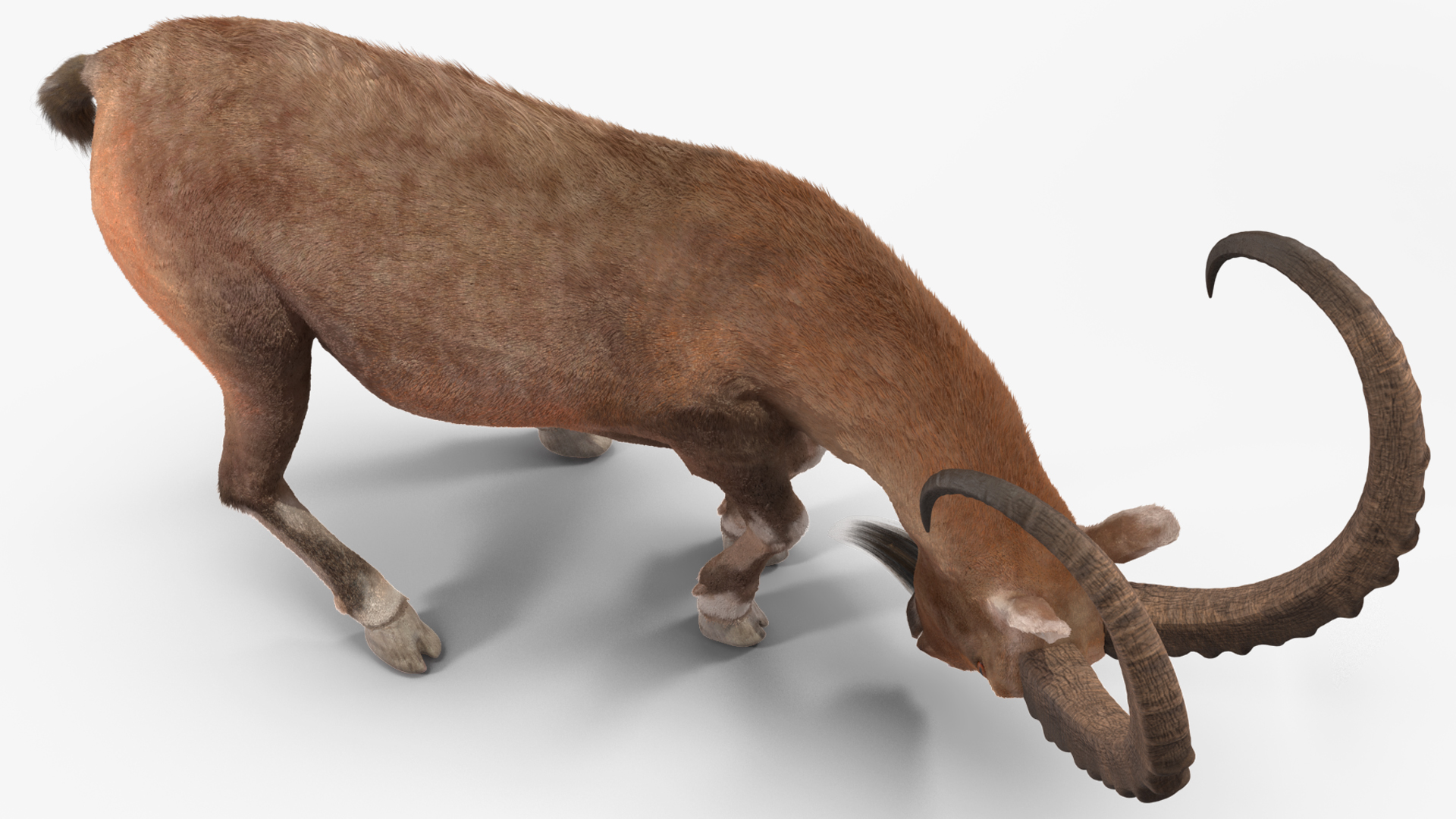 Alpine Ibex with Large Horns Fur 3D