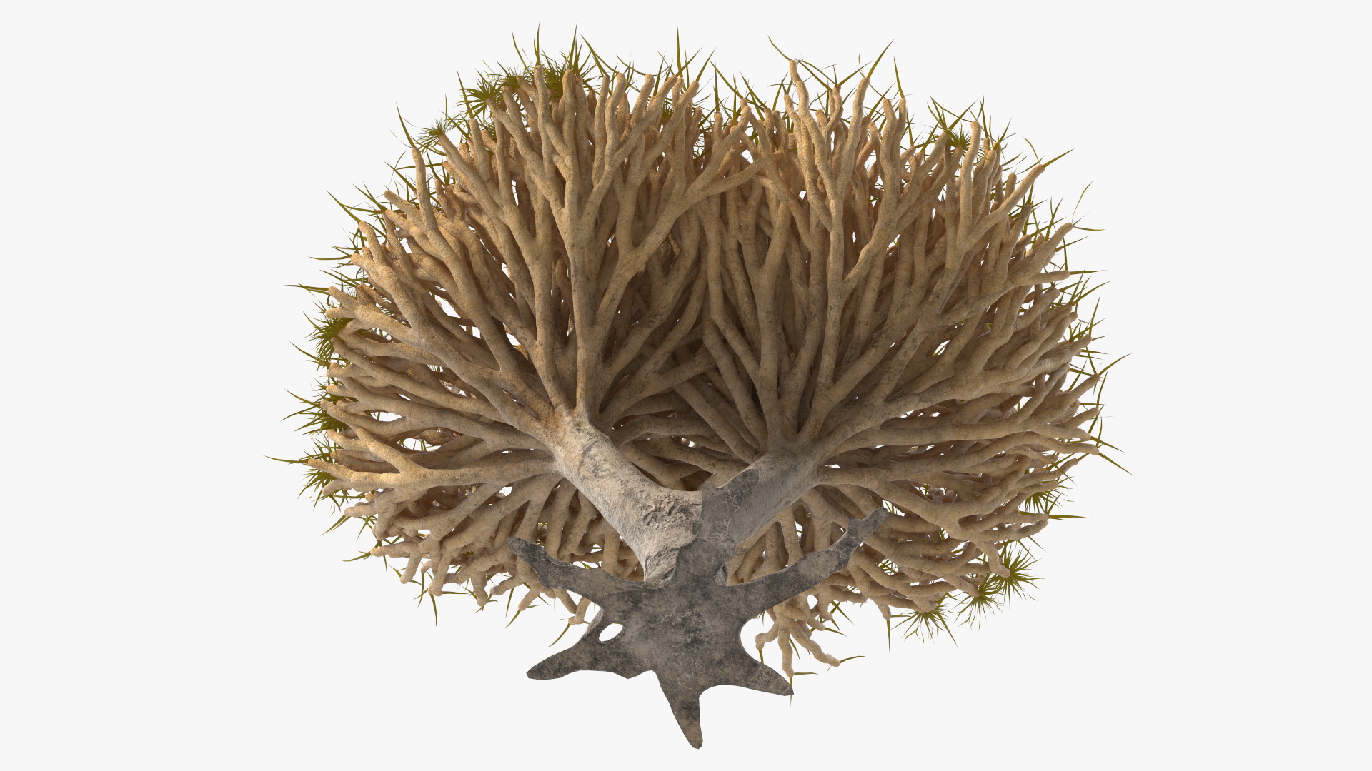 3D Dragon Tree