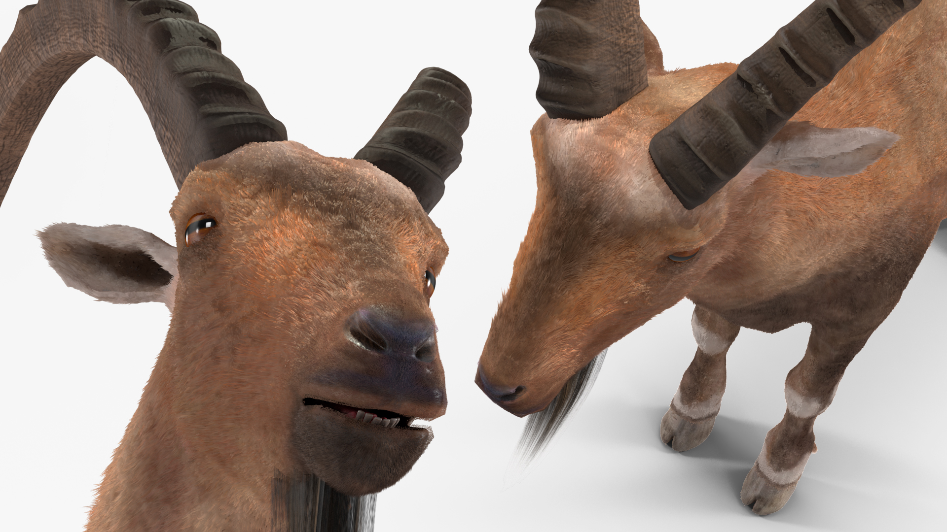 3D model Alpine Ibex Fur