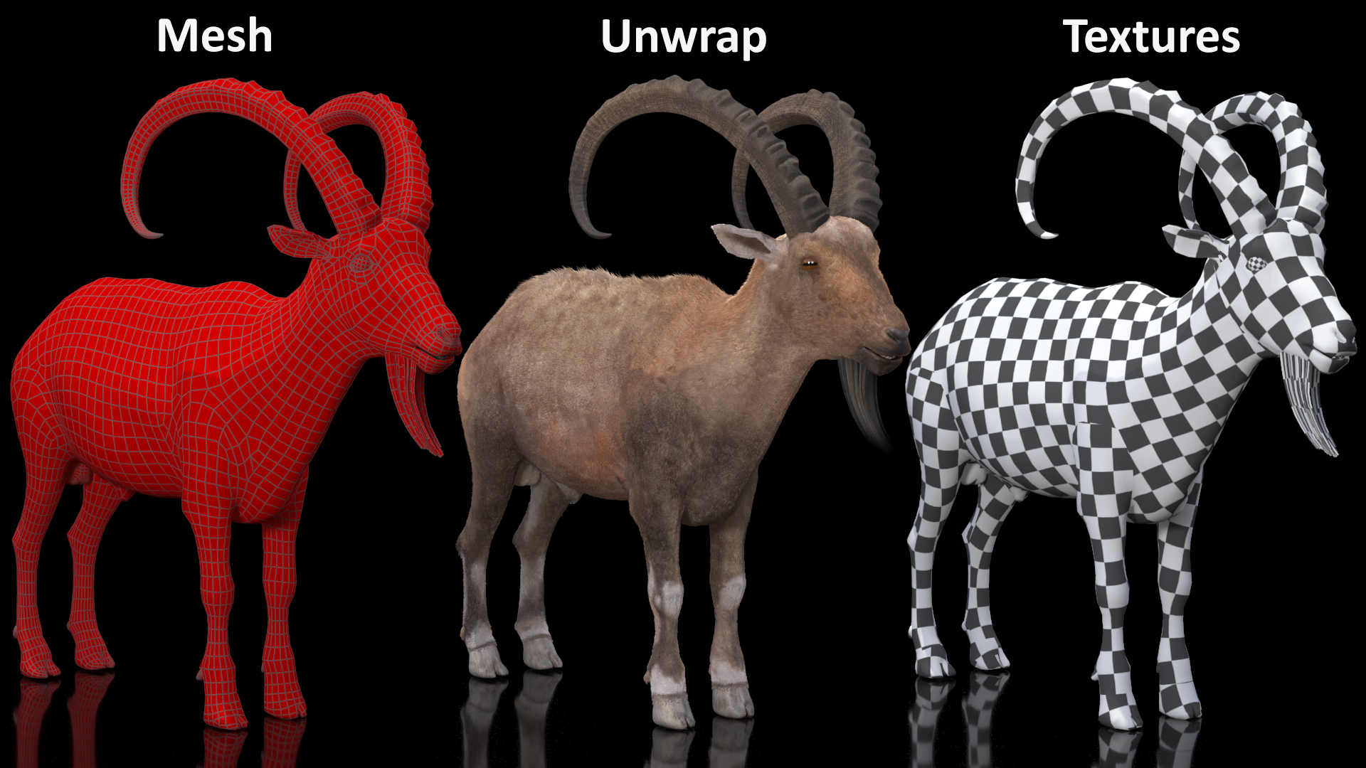 3D model Alpine Ibex Fur