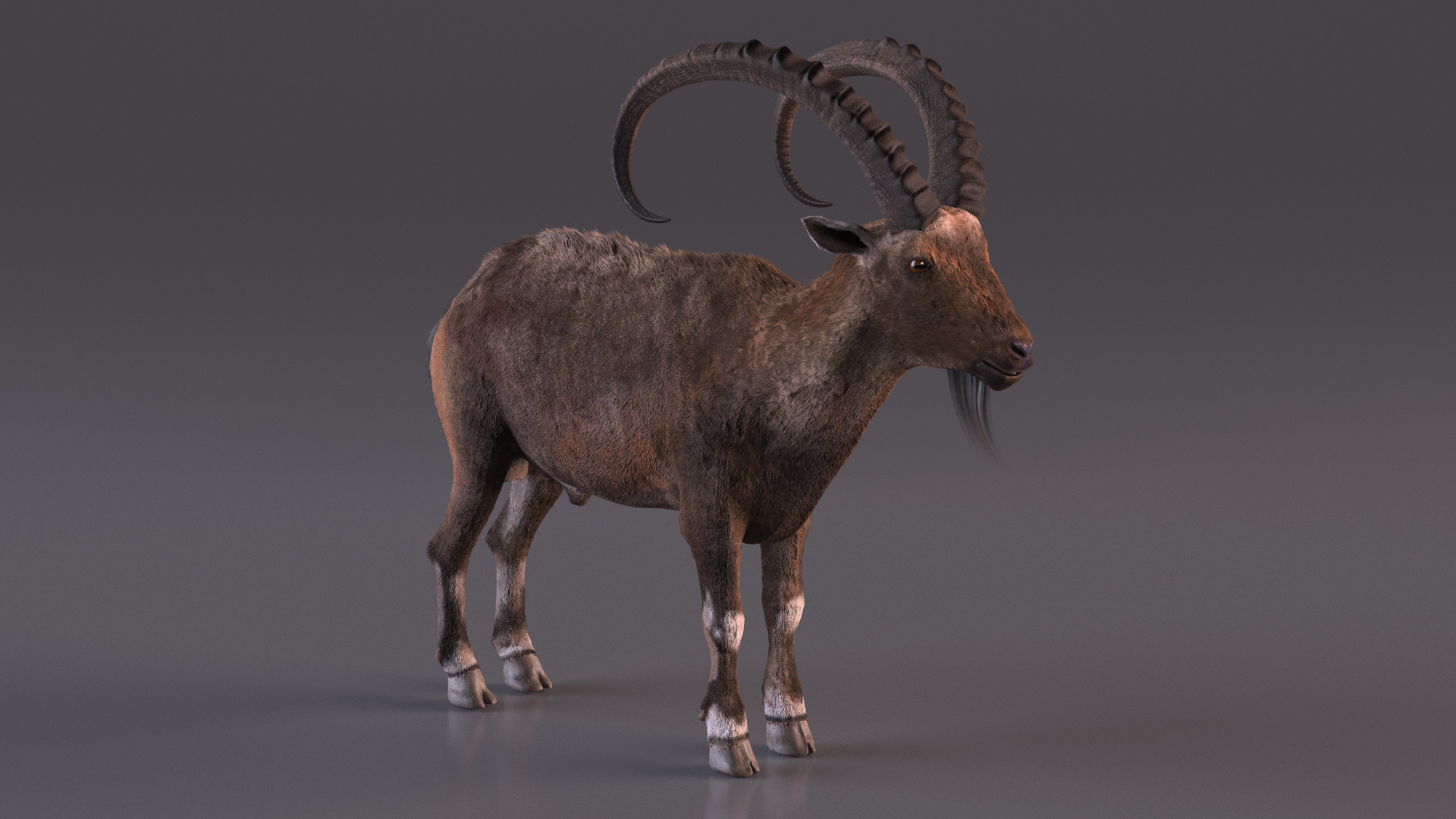 3D model Alpine Ibex Fur