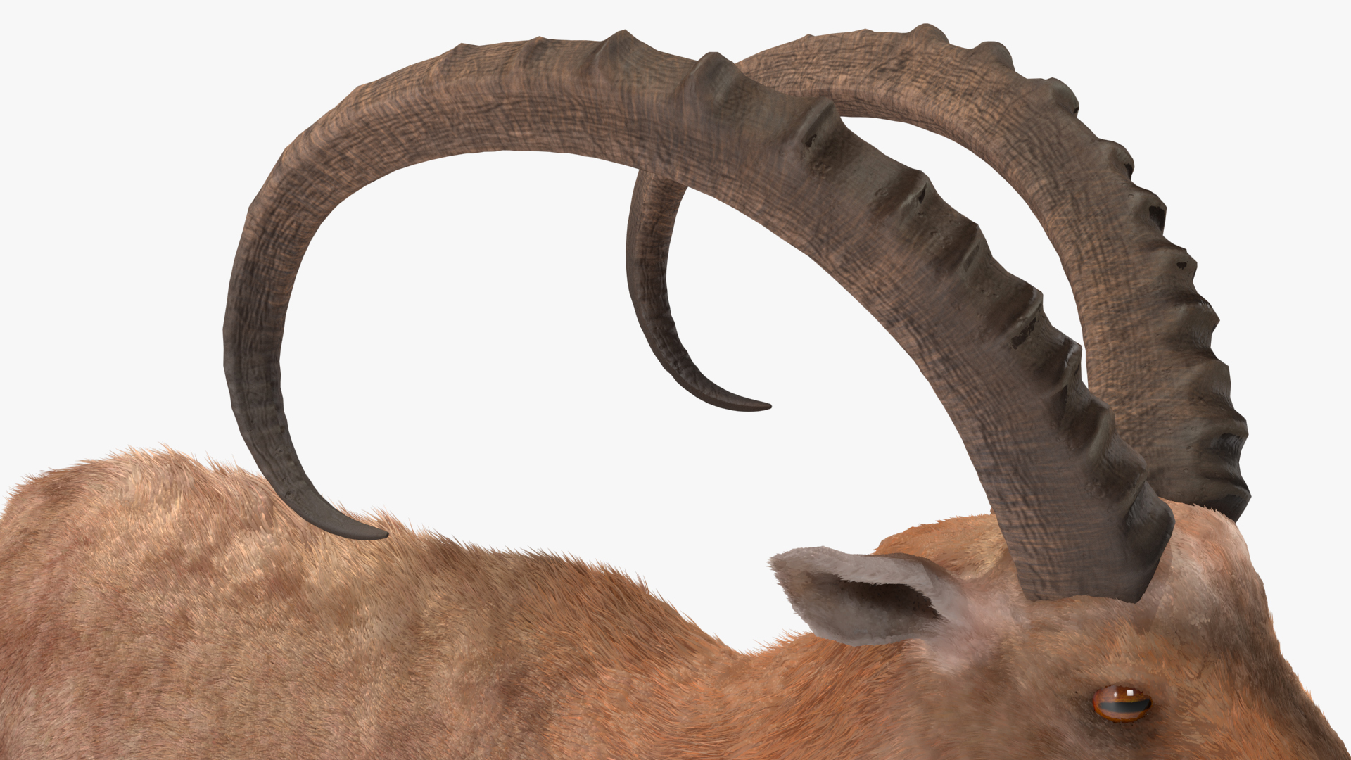 3D model Alpine Ibex Fur