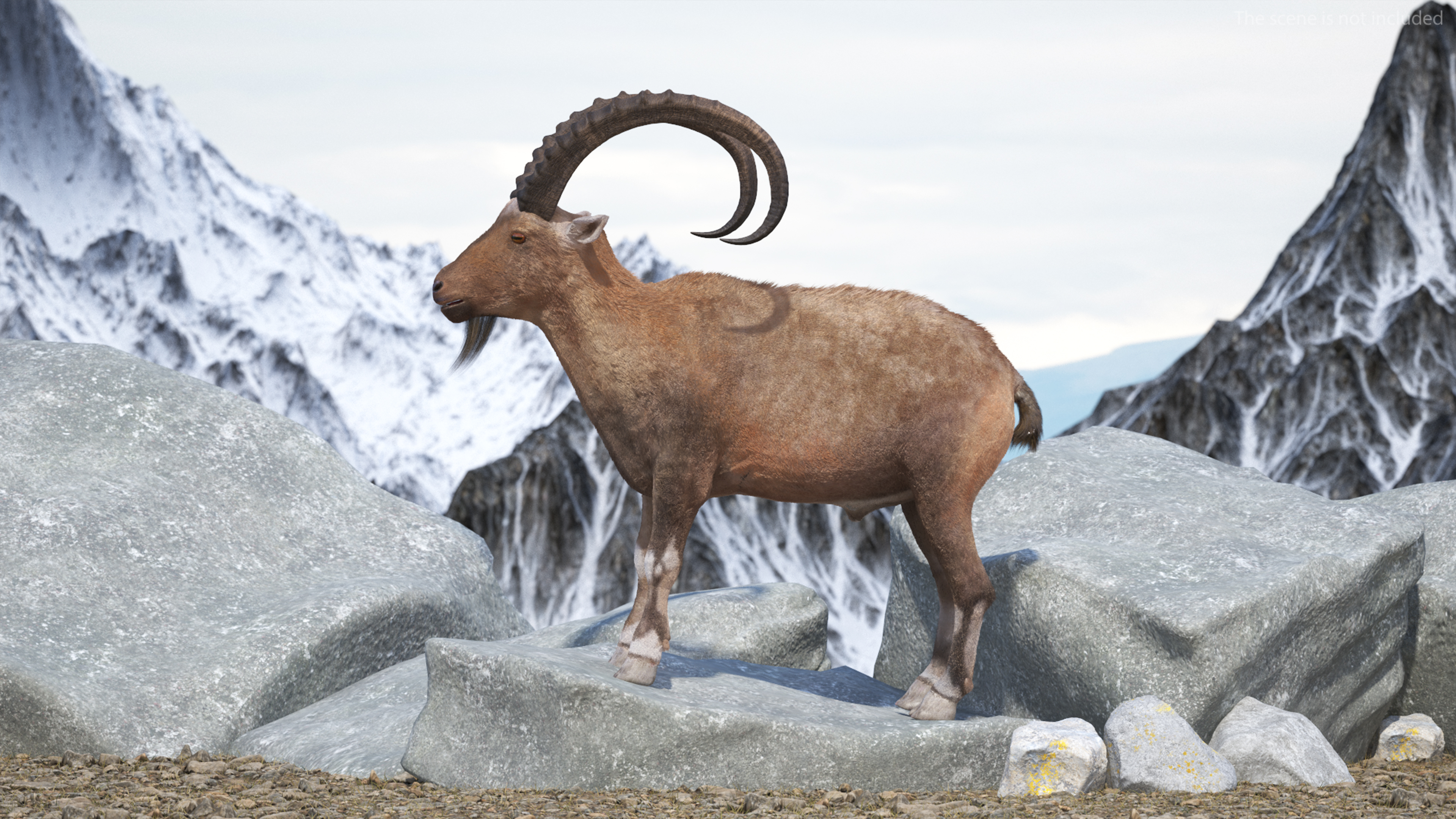 3D model Alpine Ibex Fur