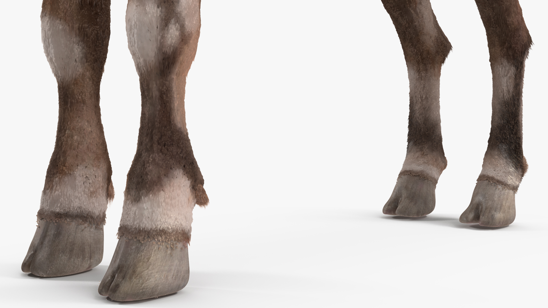 3D model Alpine Ibex Fur