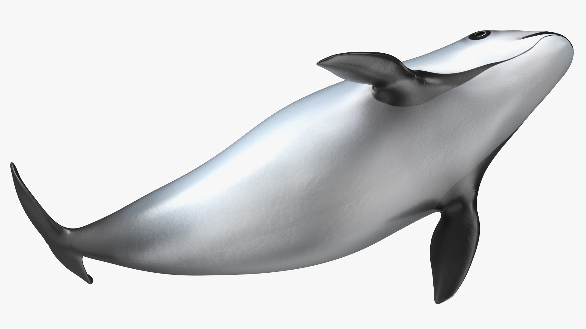 3D Vaquita Swimming Pose