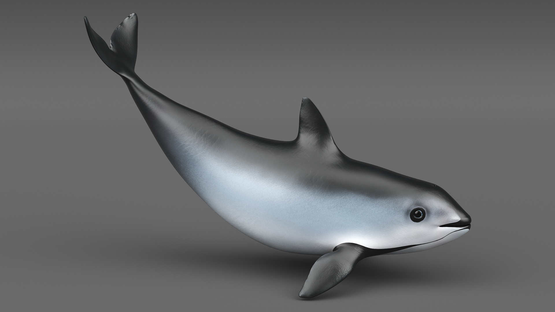 3D Vaquita Swimming Pose