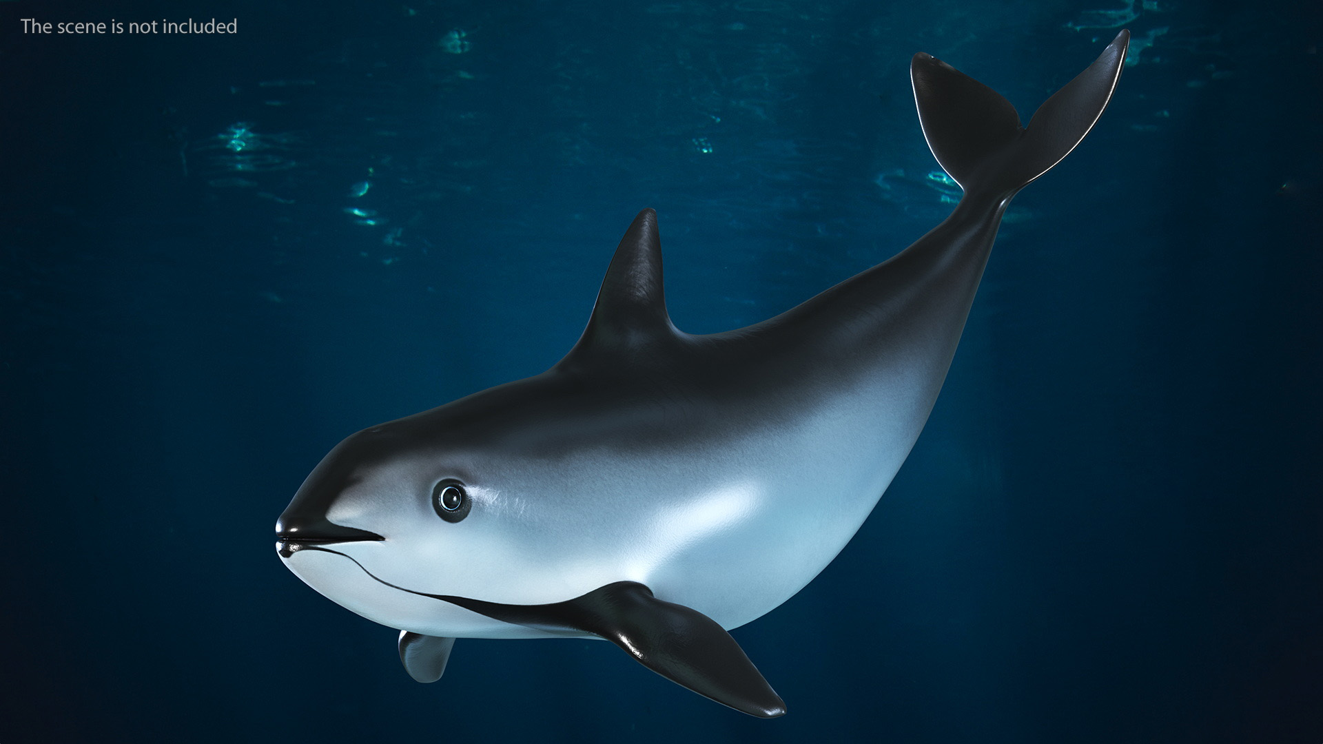 3D Vaquita Swimming Pose