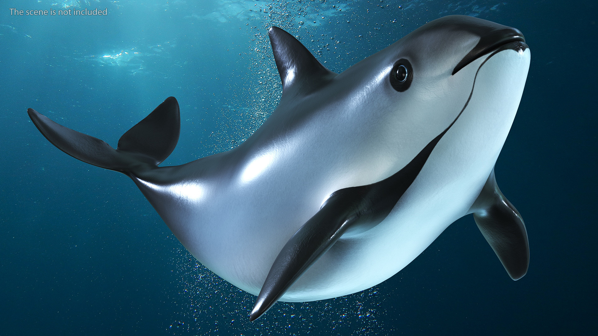 3D Vaquita Swimming Pose