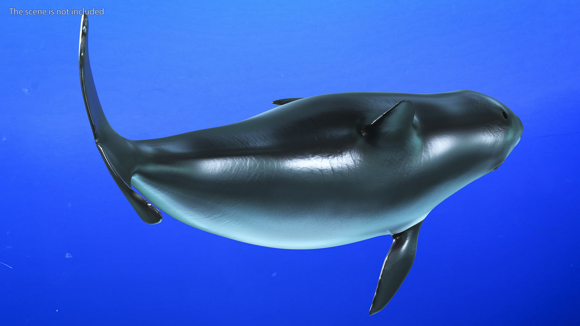 3D Vaquita Swimming Pose