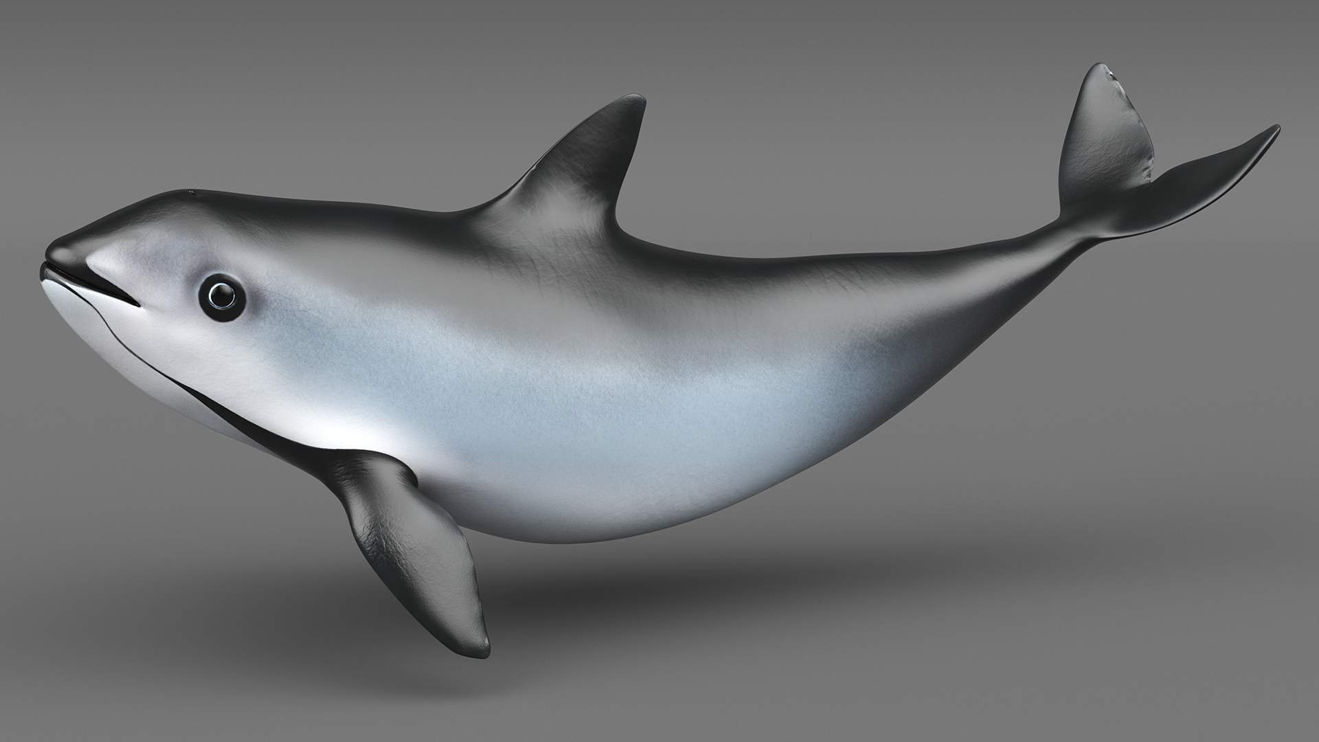 3D Vaquita Swimming Pose