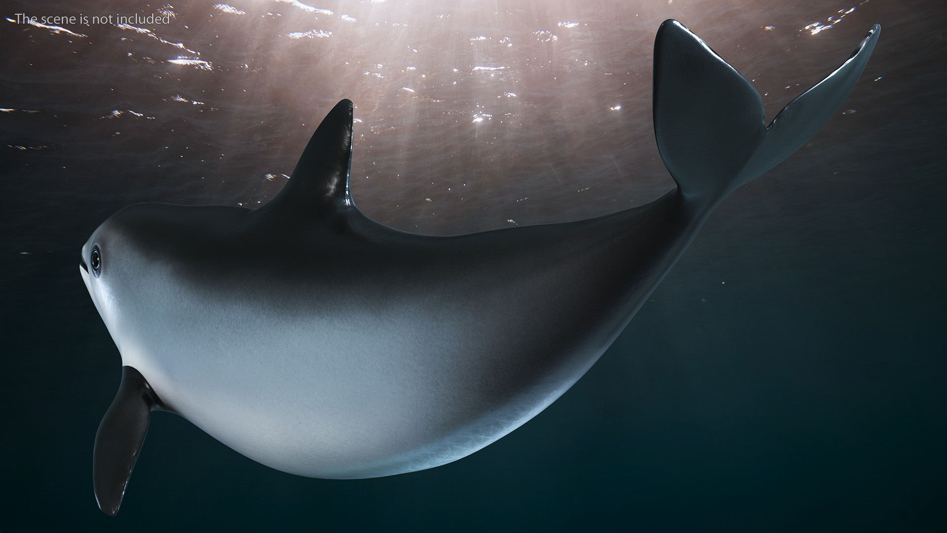 3D Vaquita Swimming Pose