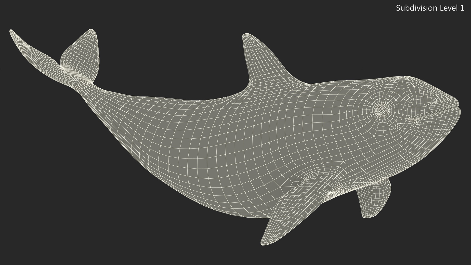 3D Vaquita Swimming Pose