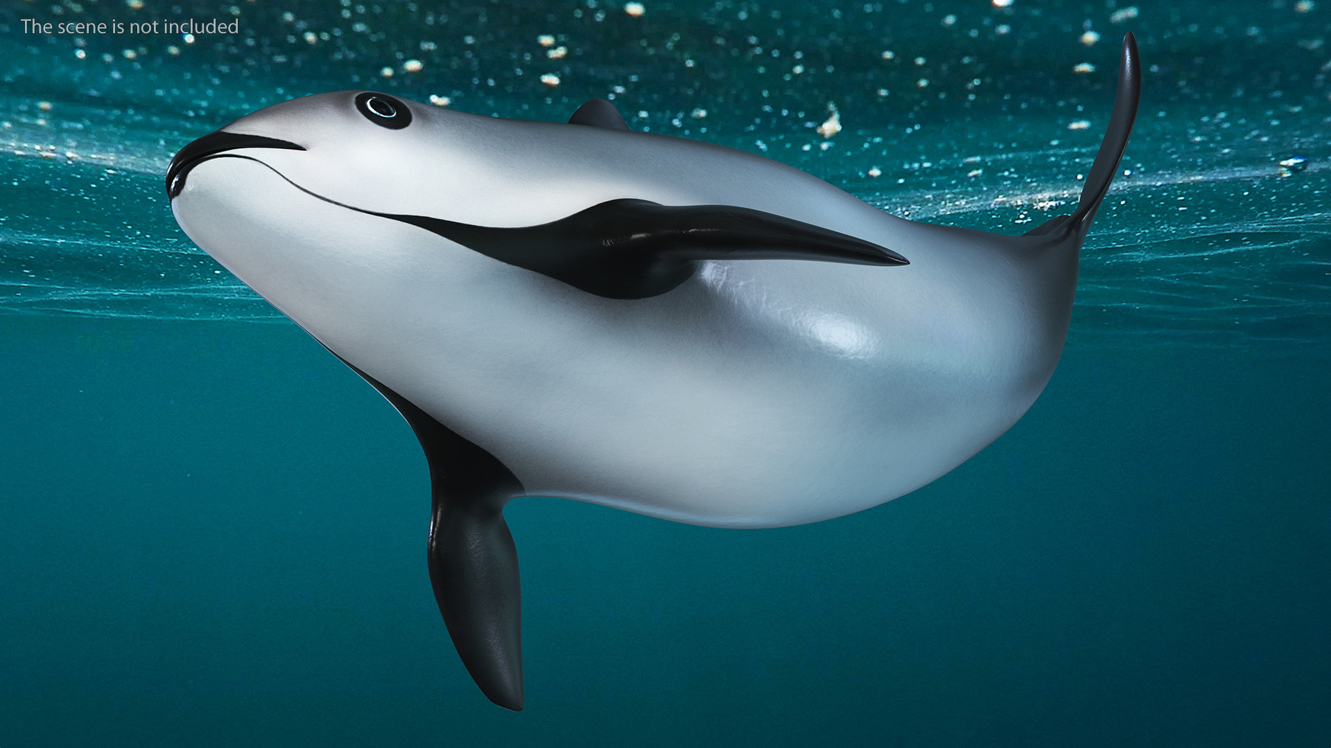 3D Vaquita Swimming Pose