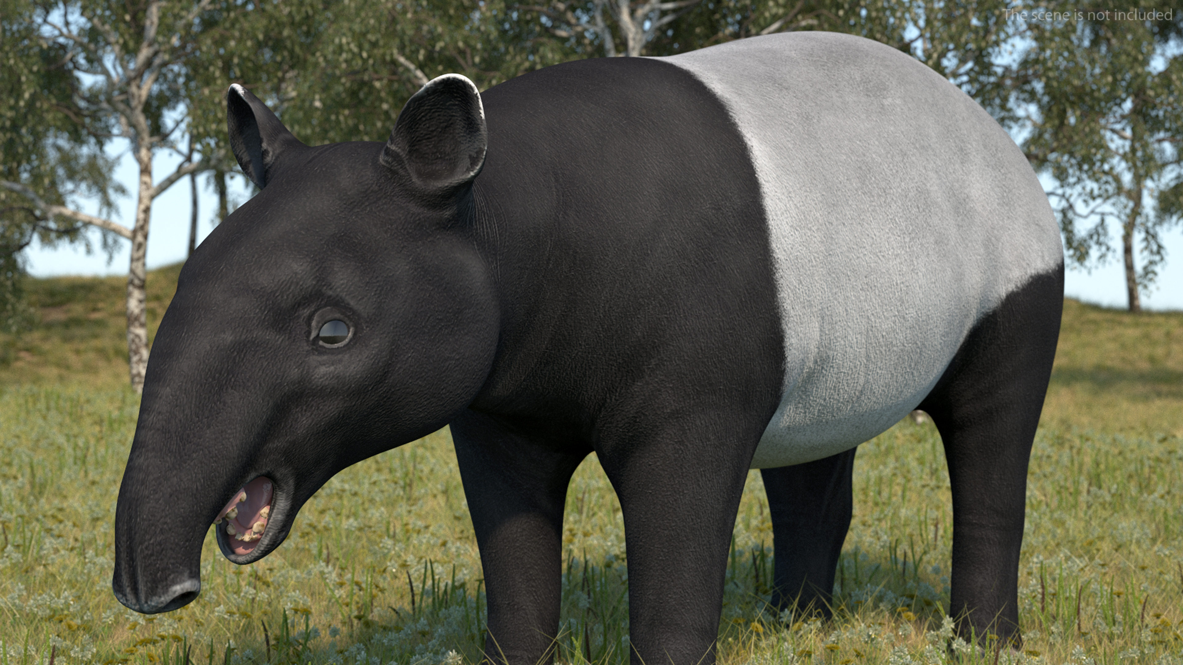 Tapir 3D model