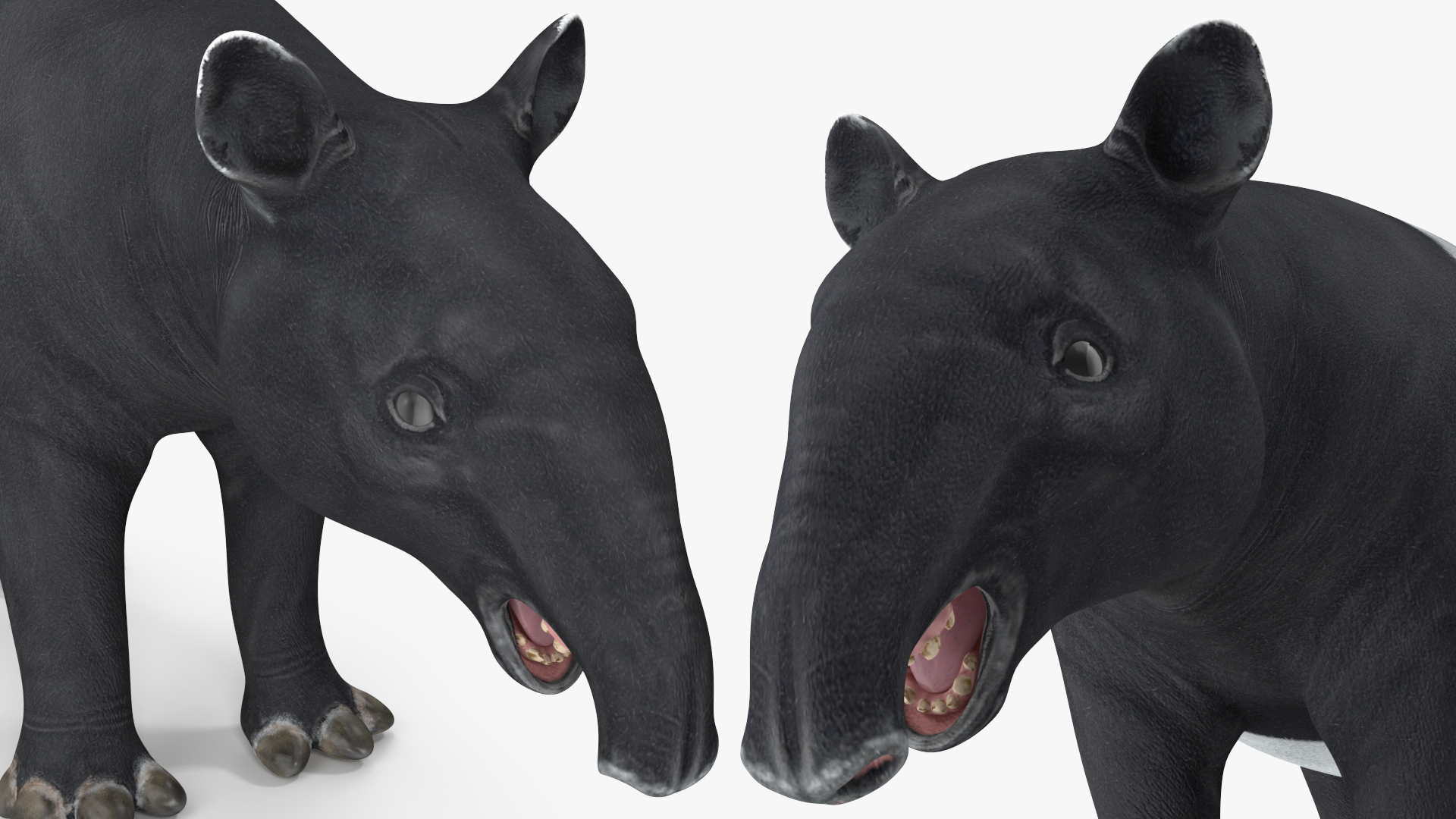 Tapir 3D model